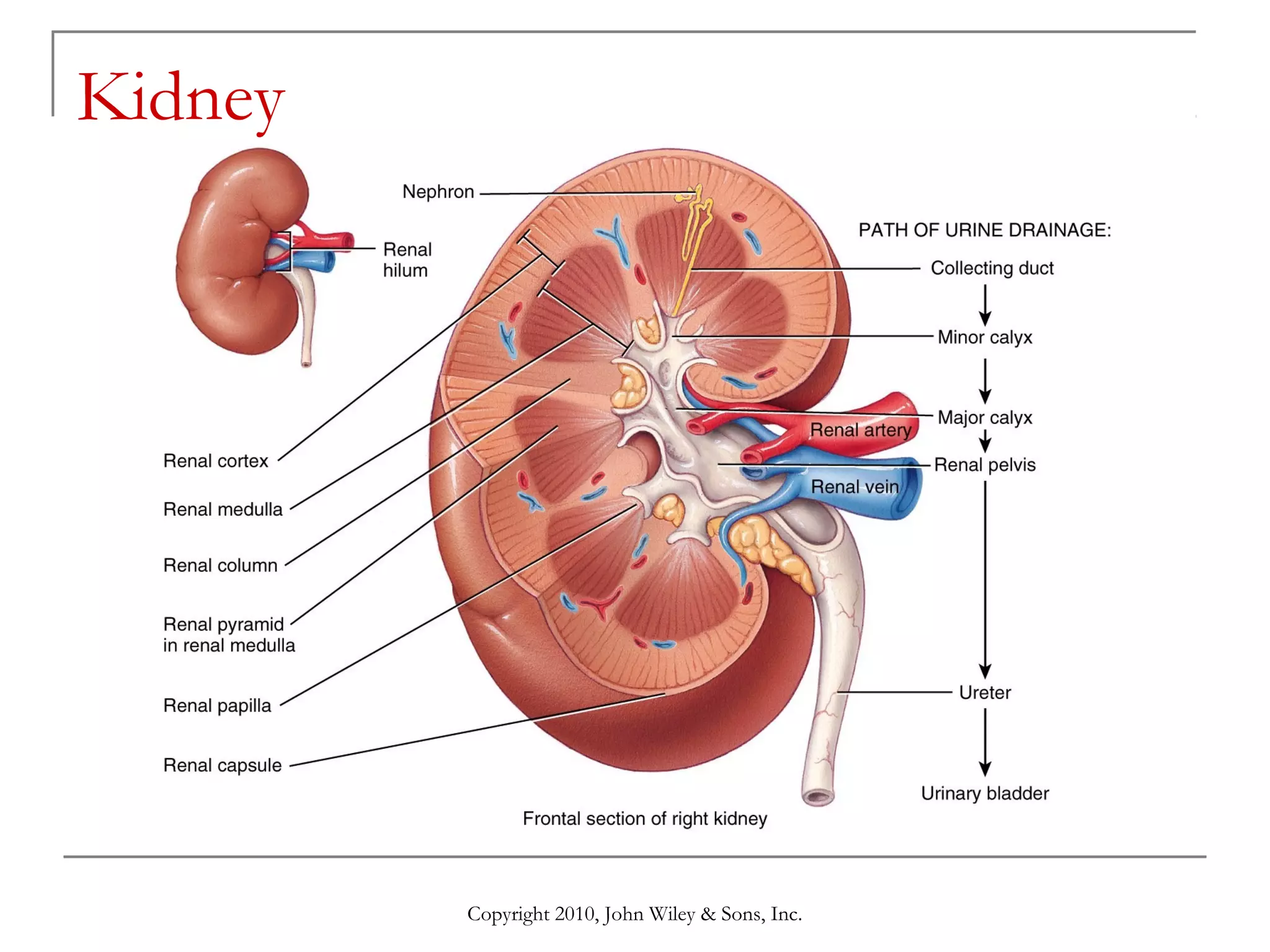 Kidney

Copyright 2010, John Wiley & Sons, Inc.

 