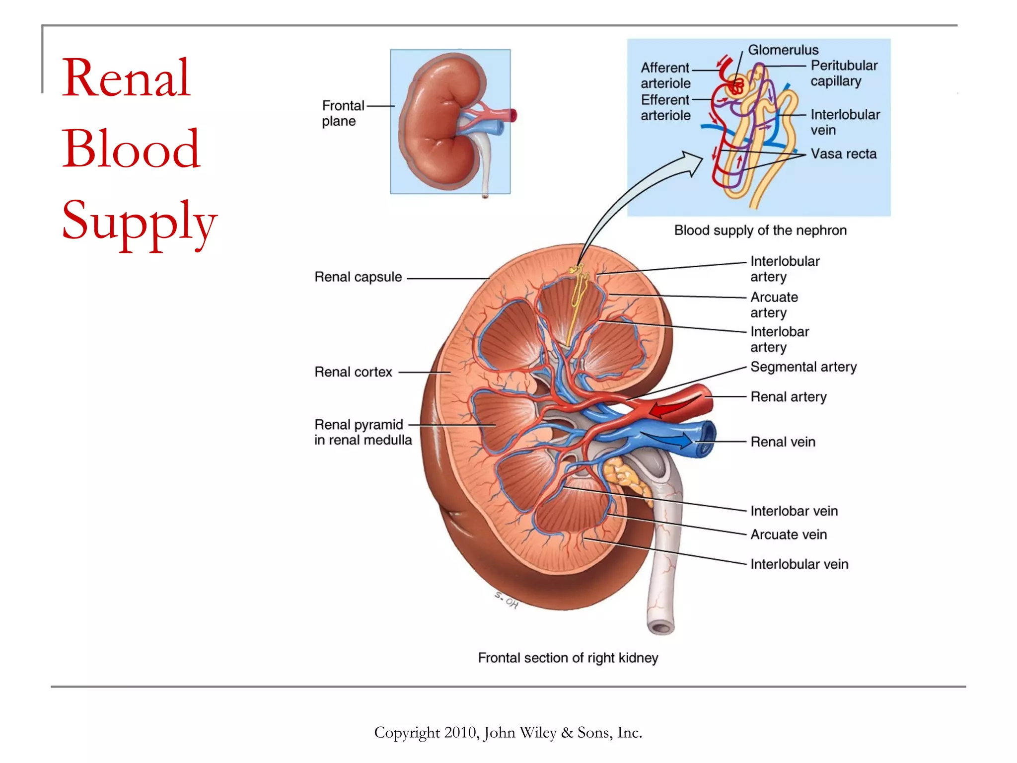 Renal
Blood
Supply

Copyright 2010, John Wiley & Sons, Inc.

 