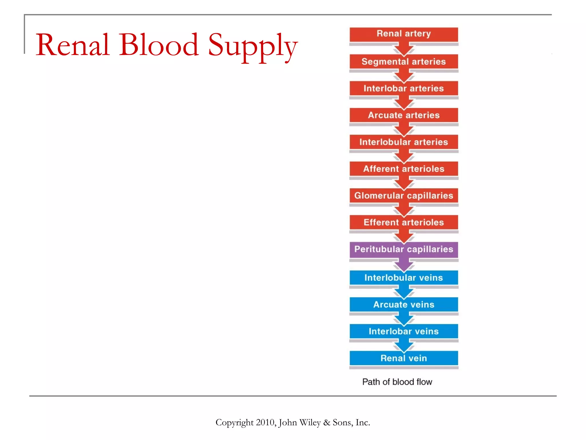 Renal Blood Supply

Copyright 2010, John Wiley & Sons, Inc.

 