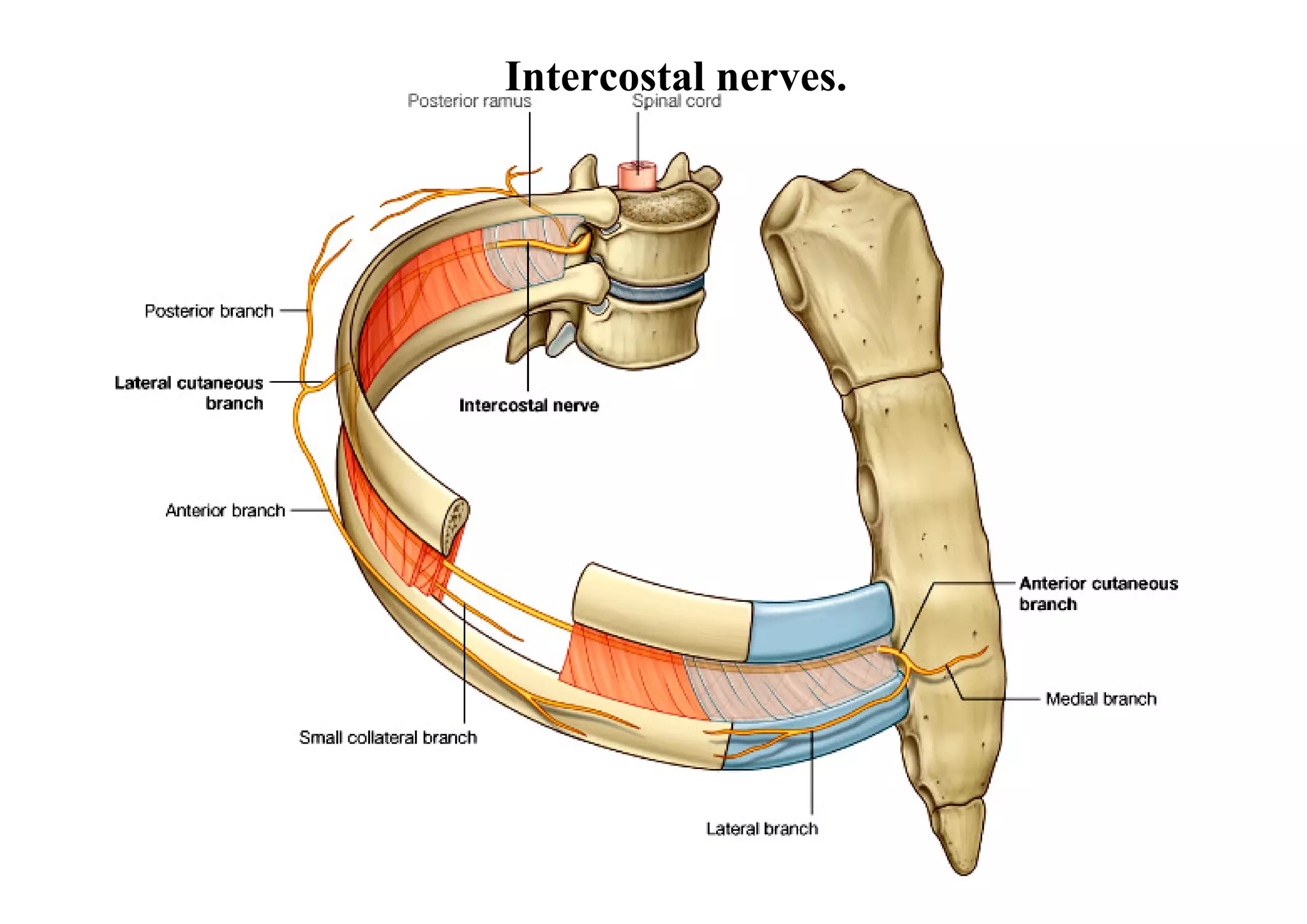 Intercostal nerves.
 