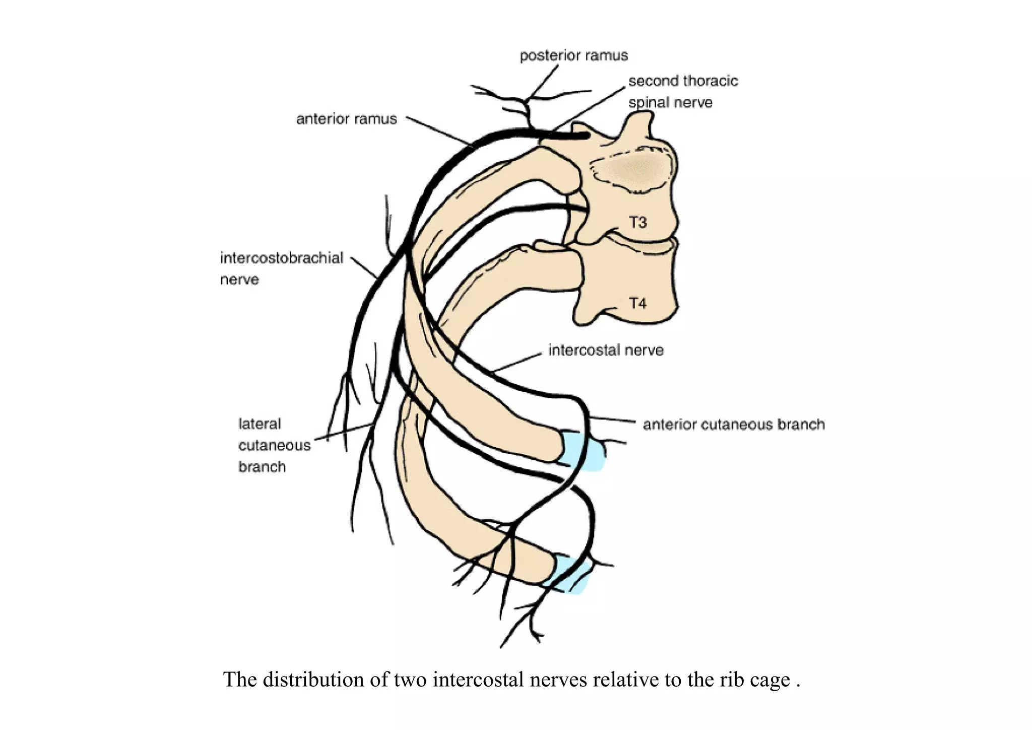 The distribution of two intercostal nerves relative to the rib cage .
 