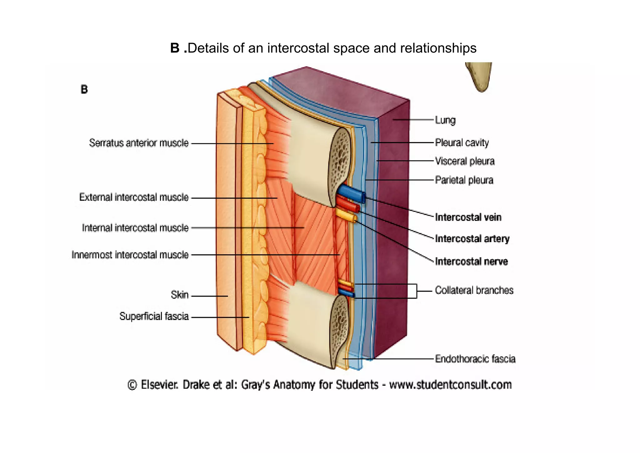 B .Details of an intercostal space and relationships
 