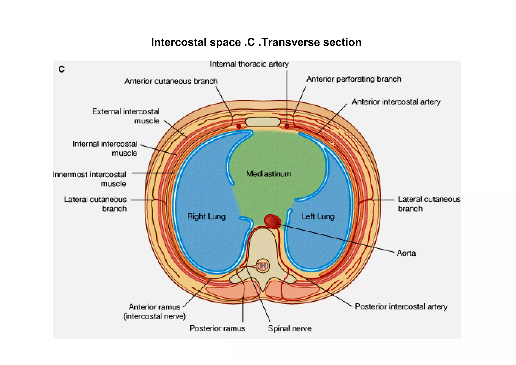 Intercostal space .C .Transverse section
 