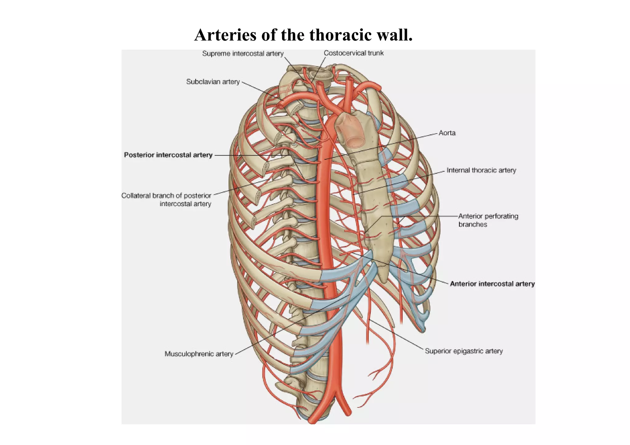 Arteries of the thoracic wall.
 