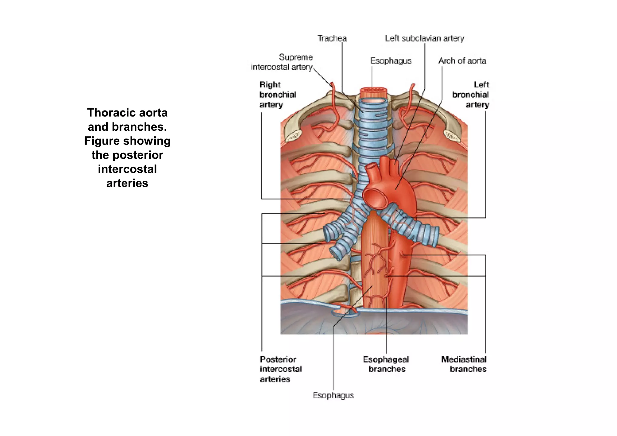Thoracic aorta
 and branches.
Figure showing
  the posterior
   intercostal
     arteries
 