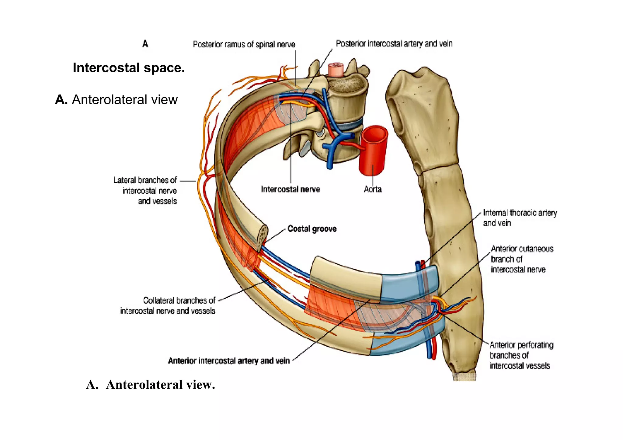 Intercostal space.

A. Anterolateral view




     A. Anterolateral view.
 