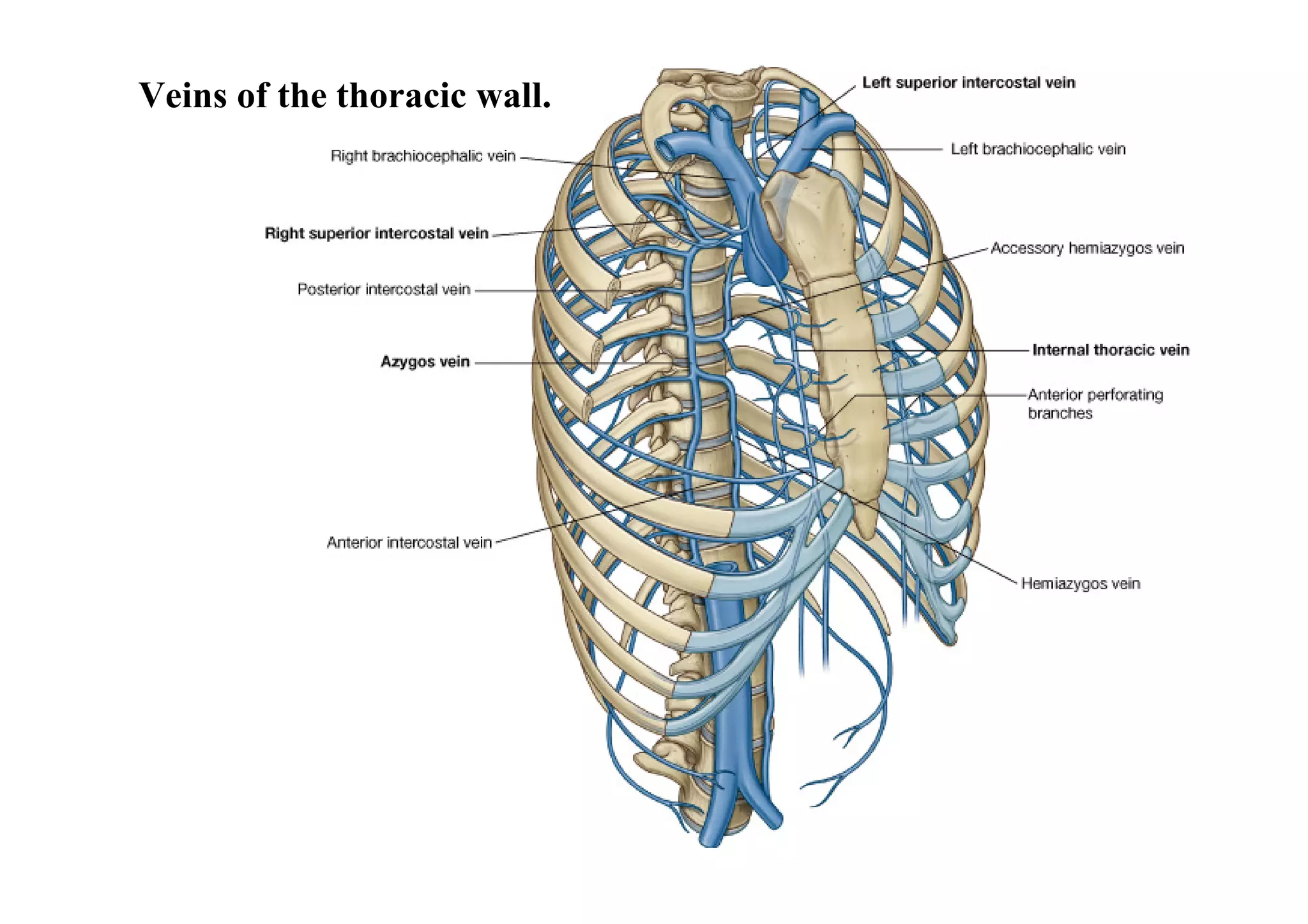 Veins of the thoracic wall.
 