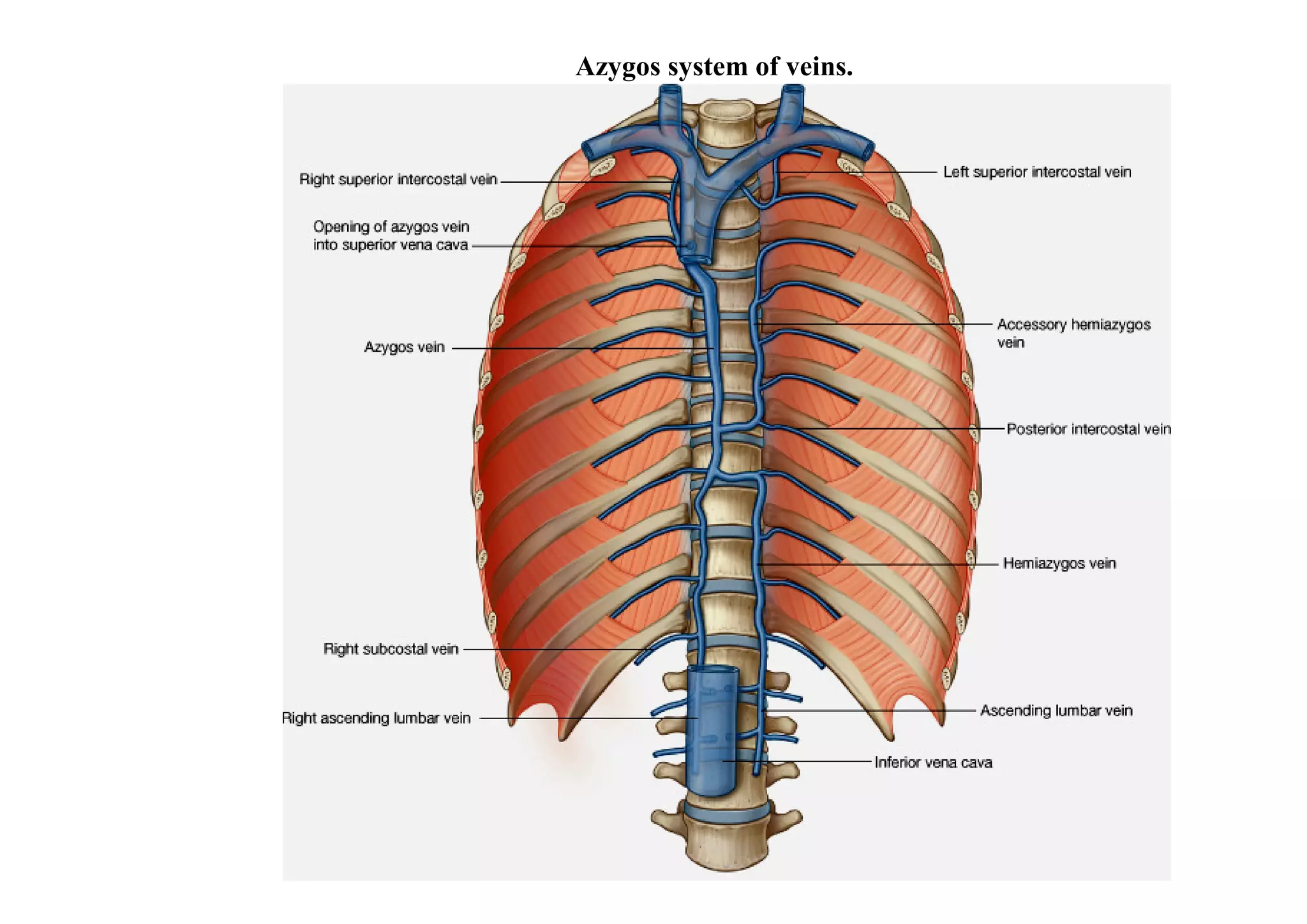 Azygos system of veins.
 
