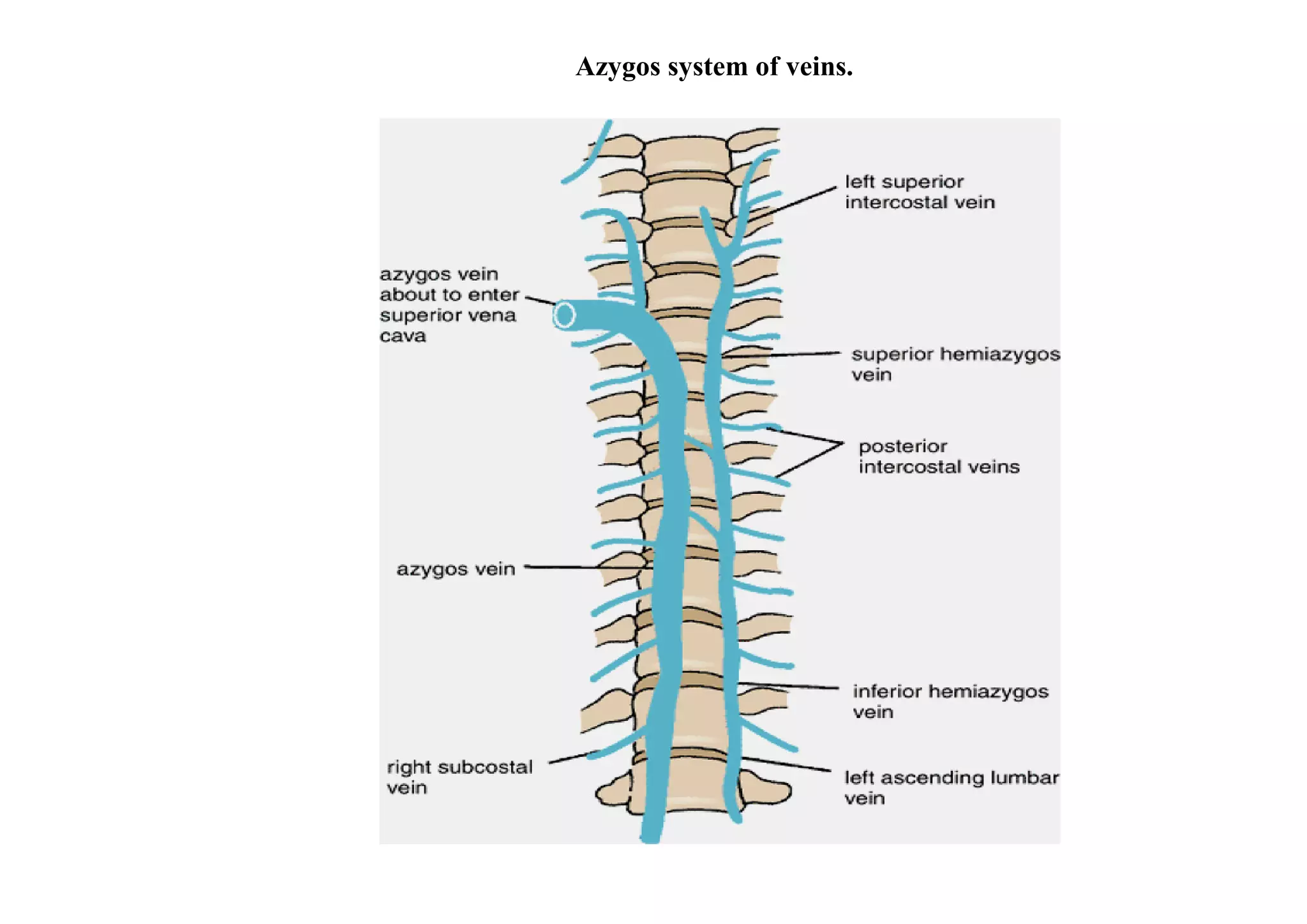 Azygos system of veins.
 