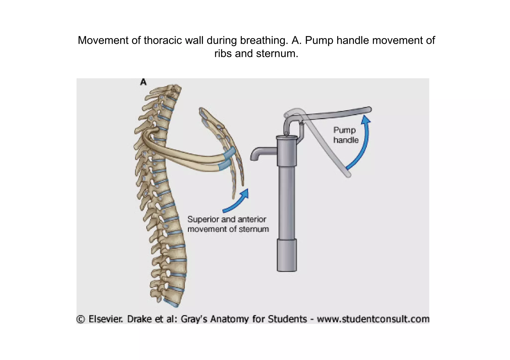 Movement of thoracic wall during breathing. A. Pump handle movement of
                           ribs and sternum.
 