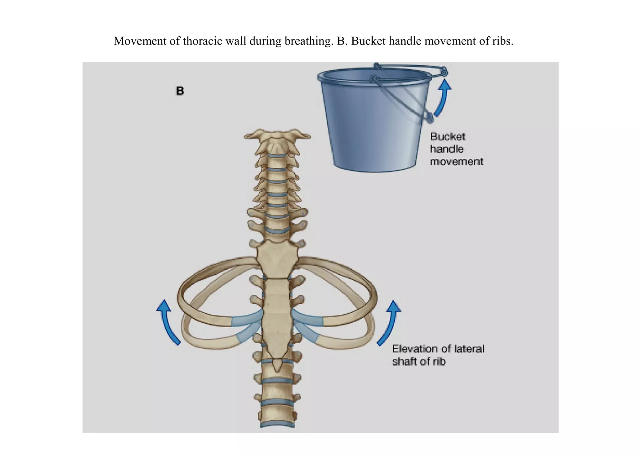 Movement of thoracic wall during breathing. B. Bucket handle movement of ribs.
 