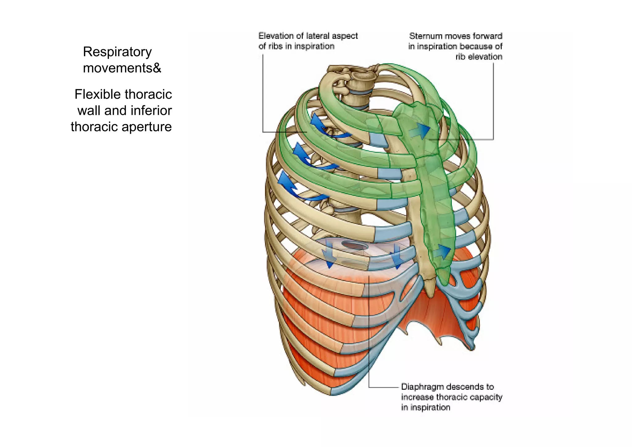 Respiratory
  movements&
 Flexible thoracic
 wall and inferior
           .
thoracic aperture
 