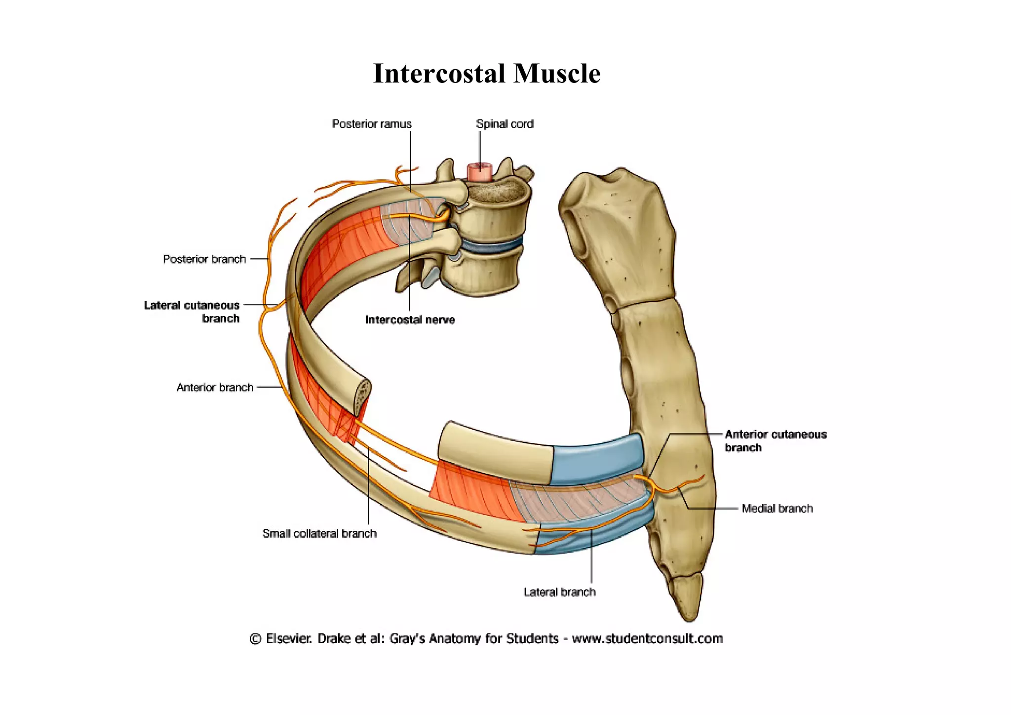 Intercostal Muscle
 