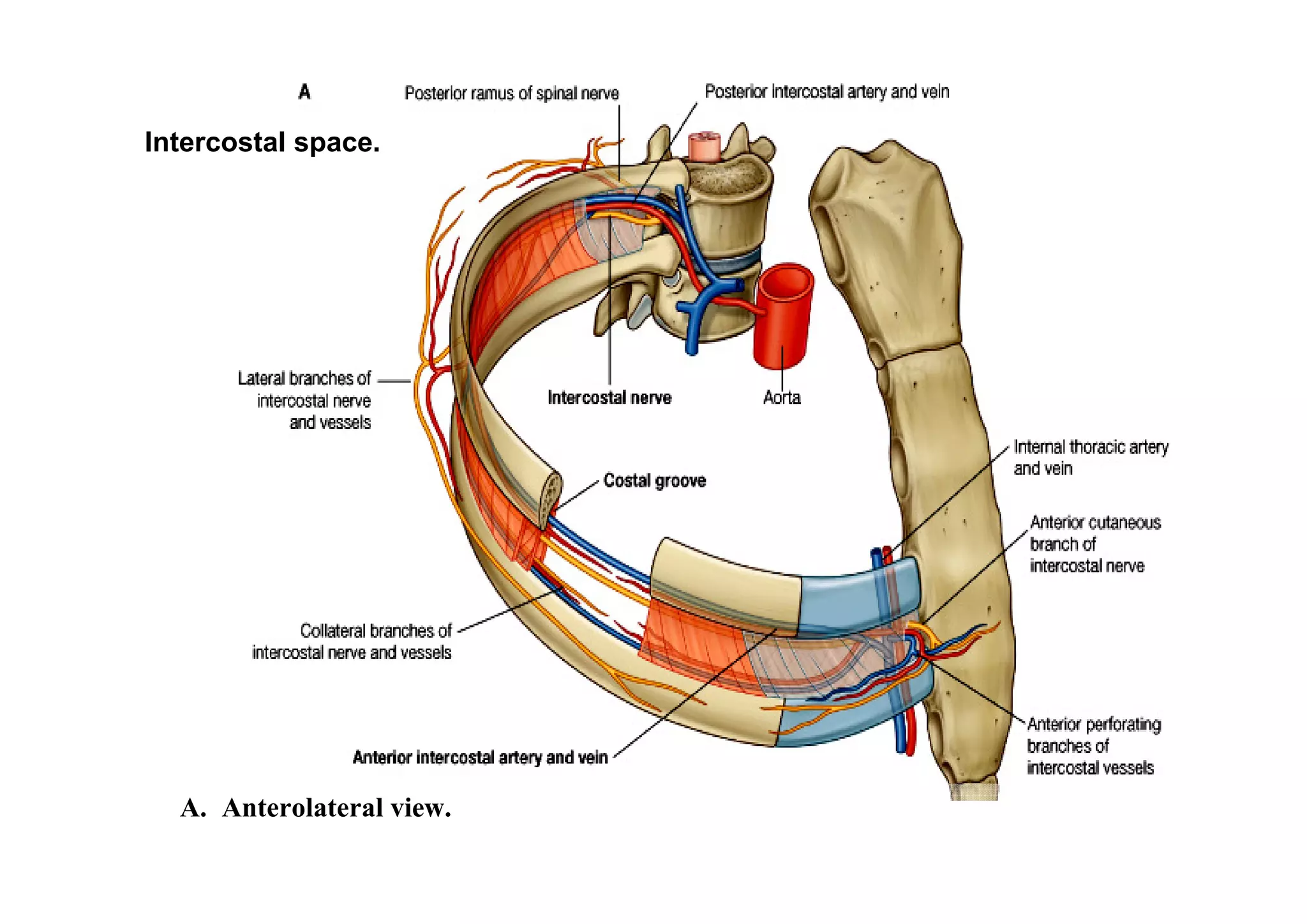 Intercostal space.




  A. Anterolateral view.
 