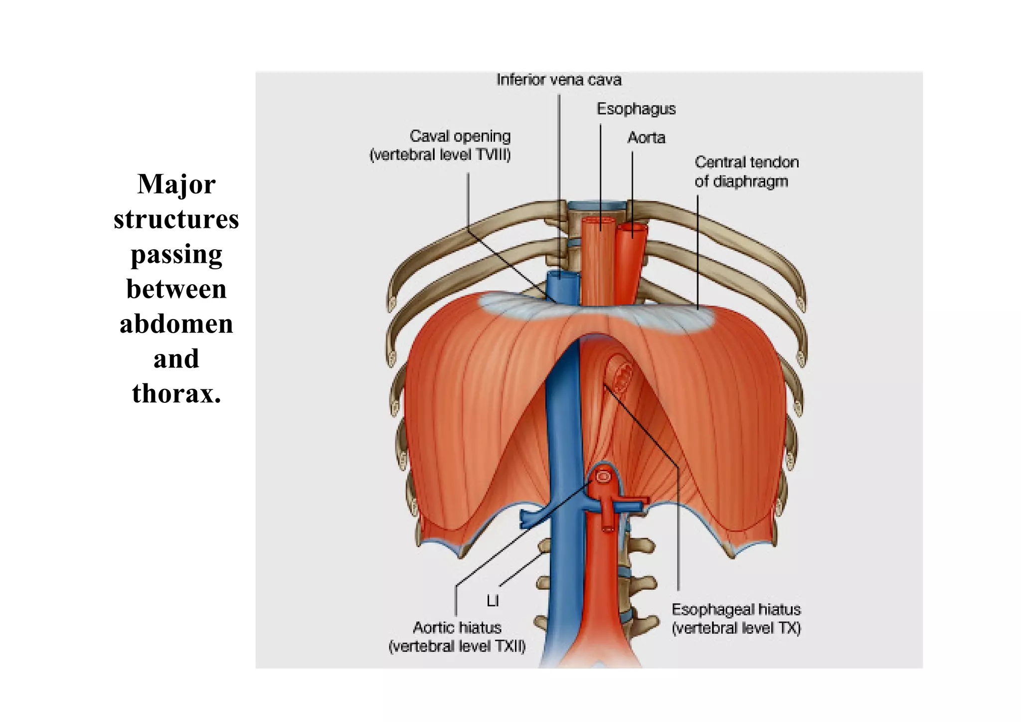 Major
structures
  passing
 between
 abdomen
    and
  thorax.
 