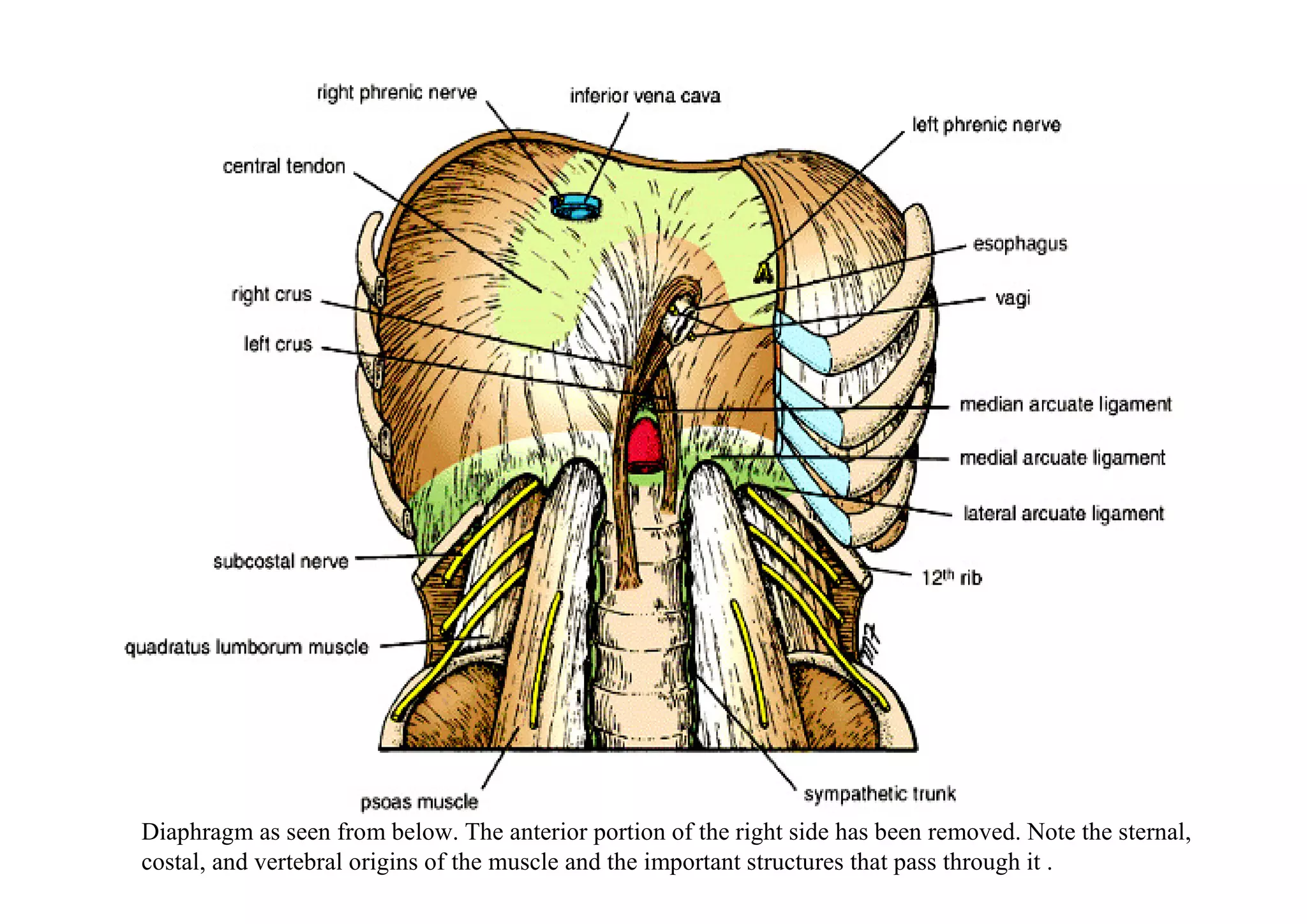 Diaphragm as seen from below. The anterior portion of the right side has been removed. Note the sternal,
costal, and vertebral origins of the muscle and the important structures that pass through it .
 