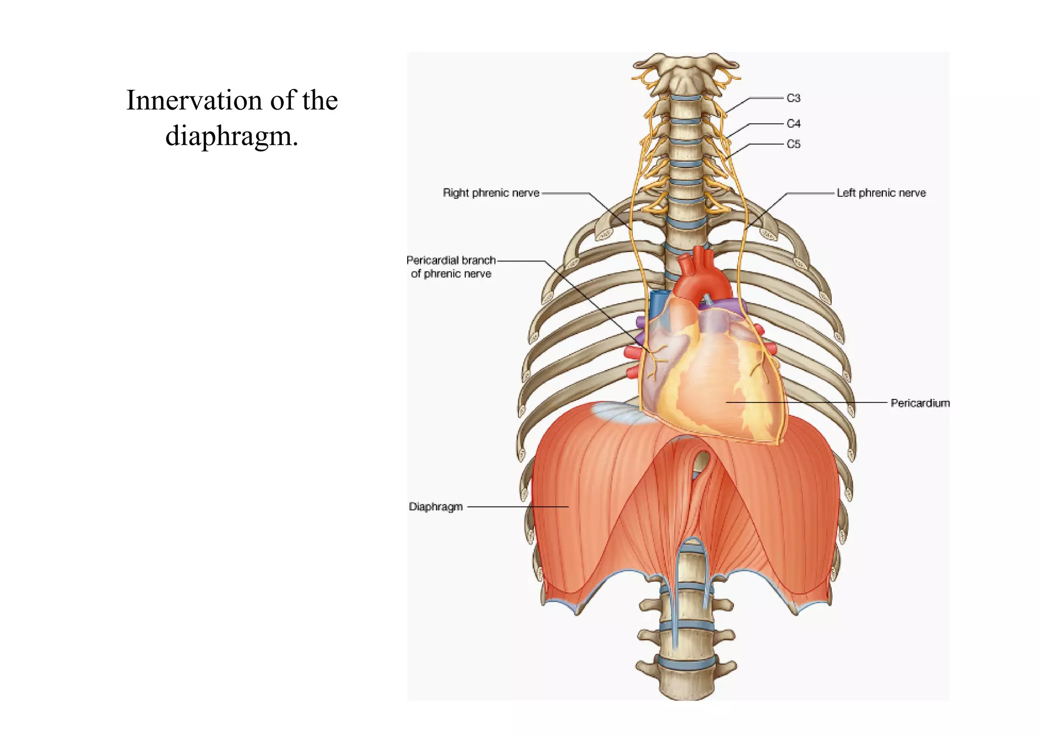 Innervation of the
   diaphragm.
 