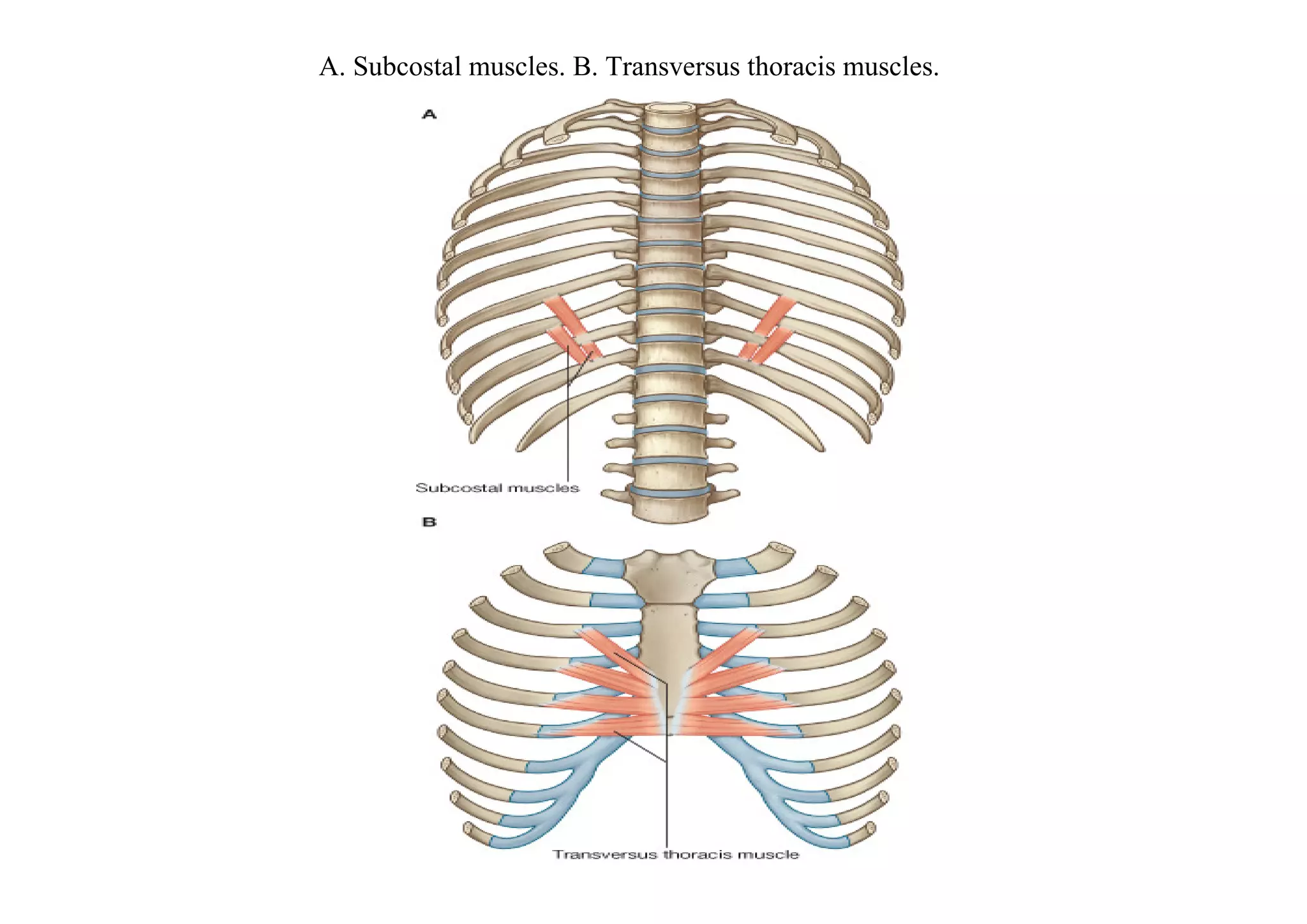 A. Subcostal muscles. B. Transversus thoracis muscles.
 