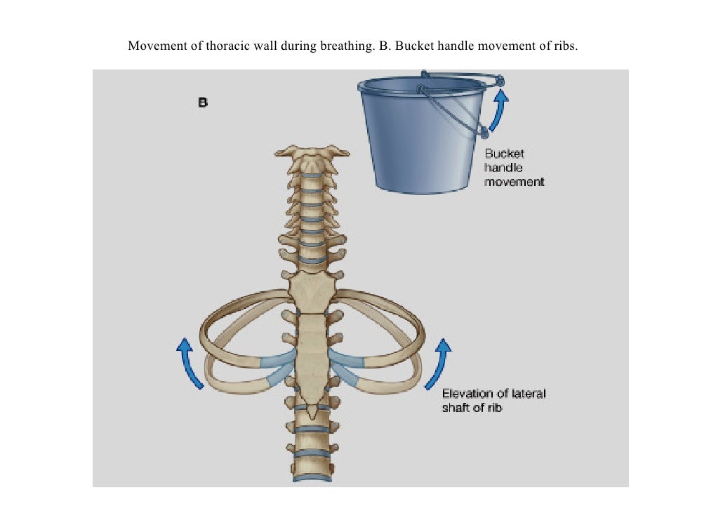 Lecture 2 thoracic wall & Diaphragm