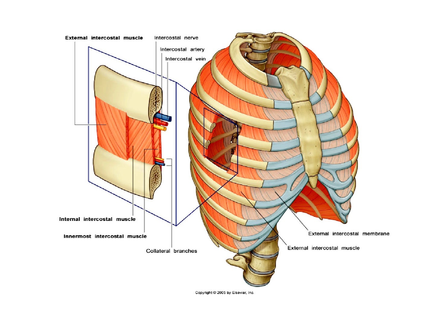 Lecture 2 thoracic wall & Diaphragm