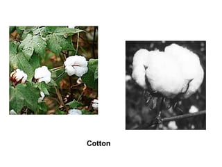 Cotton  