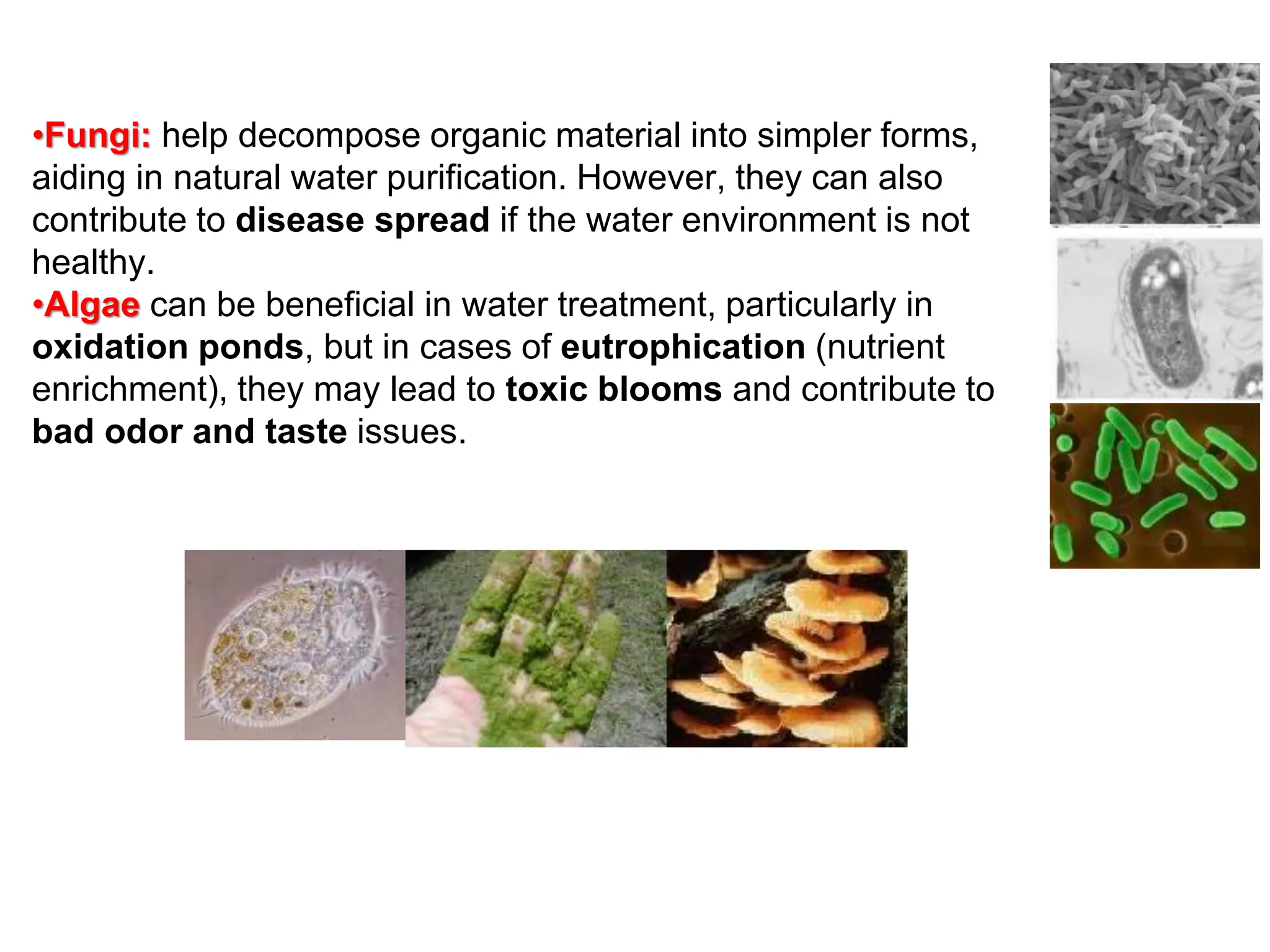 •Fungi: help decompose organic material into simpler forms,
aiding in natural water purification. However, they can also
contribute to disease spread if the water environment is not
healthy.
•Algae can be beneficial in water treatment, particularly in
oxidation ponds, but in cases of eutrophication (nutrient
enrichment), they may lead to toxic blooms and contribute to
bad odor and taste issues.
 