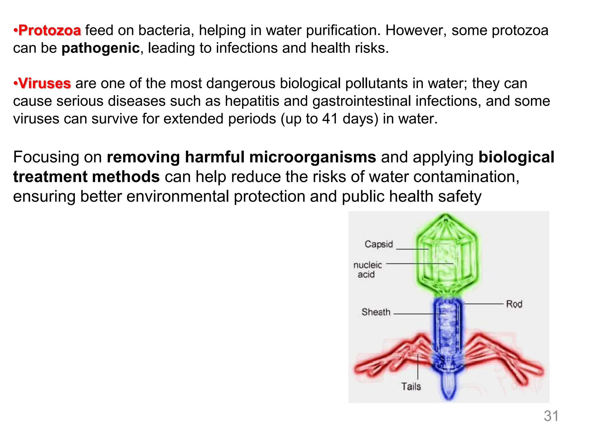•Protozoa feed on bacteria, helping in water purification. However, some protozoa
can be pathogenic, leading to infections and health risks.
•Viruses are one of the most dangerous biological pollutants in water; they can
cause serious diseases such as hepatitis and gastrointestinal infections, and some
viruses can survive for extended periods (up to 41 days) in water.
Focusing on removing harmful microorganisms and applying biological
treatment methods can help reduce the risks of water contamination,
ensuring better environmental protection and public health safety
31
 