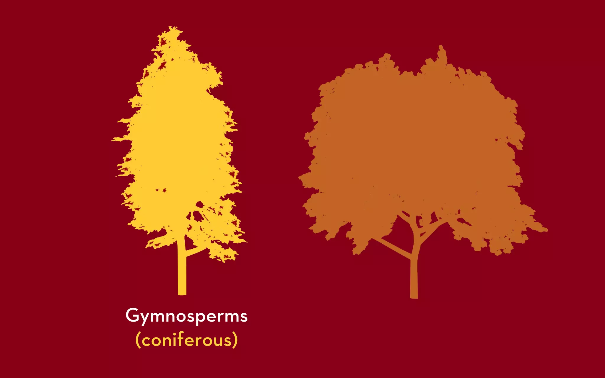 GEOG5839.02. What are tree rings? | PPT