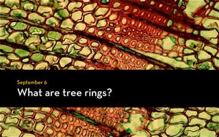 September 6

What are tree rings?
 