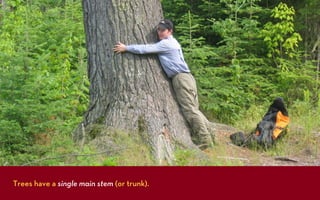 Tree Rung GEOG5839.02. What are tree rings? | PDF