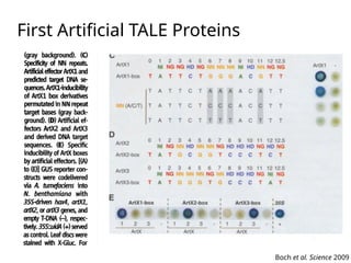 Tale Protein Structure Lecture 2 ZFs and TALE arrays in genome editing.pptx