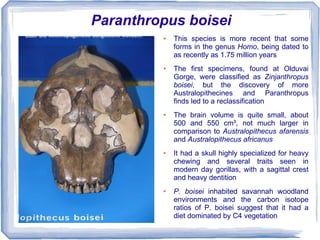 Paranthropus boisei
         ●   This species is more recent that some
             forms in the genus Homo, being dated to
             as recently as 1.75 million years
         ●   The first specimens, found at Olduvai
             Gorge, were classified as Zinjanthropus
             boisei, but the discovery of more
             Australopithecines and Paranthropus
             finds led to a reclassification
         ●   The brain volume is quite small, about
             500 and 550 cm³, not much larger in
             comparison to Australopithecus afarensis
             and Australopithecus africanus
         ●   It had a skull highly specialized for heavy
             chewing and several traits seen in
             modern day gorillas, with a sagittal crest
             and heavy dentition
         ●   P. boisei inhabited savannah woodland
             environments and the carbon isotope
             ratios of P. boisei suggest that it had a
             diet dominated by C4 vegetation
 