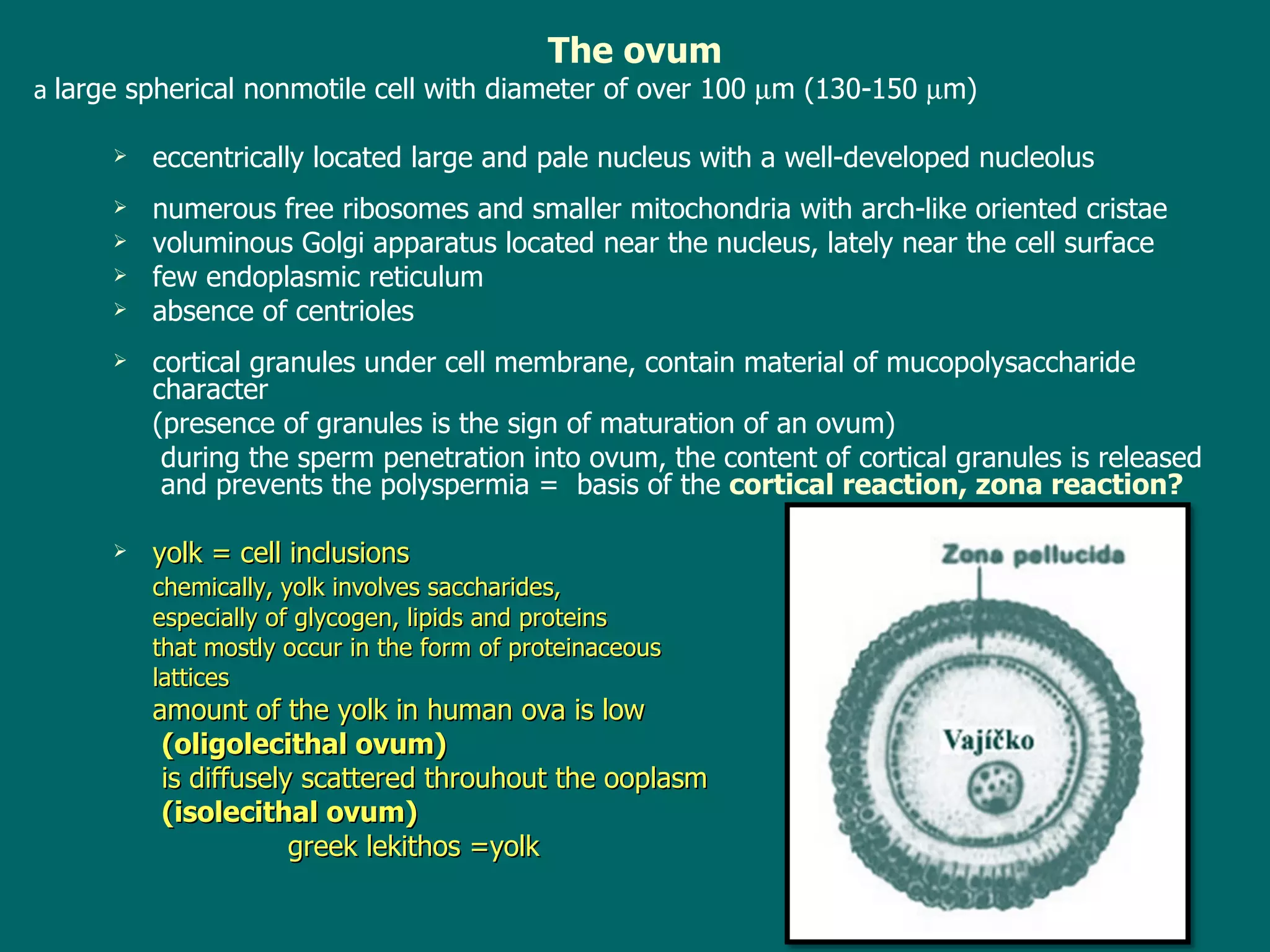The ovum a  large spherical nonmotile cell  with  diameter of over 100   m (130-150   m) eccentrically located  large and pale nucleus with a well-developed nucleolus numerous f ree ribosomes and smaller mitochondria with arch-like oriented cristae  voluminous   Golgi apparatus located near the nucleus, lately near the cell surface few endoplasmic  reticulum  absence of  centrioles cortical granules under cell membrane ,  contain material of mucopolysaccharide character ( presence of  granules is the  sign of  maturation of an  ovum)  during the sperm penetration into ovum, the content of cortical granules is released  and prevents the polyspermia =  basis of the  cortical reaction, zona reaction? yolk = cell inclusions chemically, yolk involves saccharides,  especially of glycogen, lipids and proteins  that mostly occur in the form of proteinaceous  lattices amount of the yolk in human ova is low   (oligolecithal ovum)   is diffusely scattered throuhout the ooplasm   (isolecithal ovum)    greek le ki thos   =yolk 