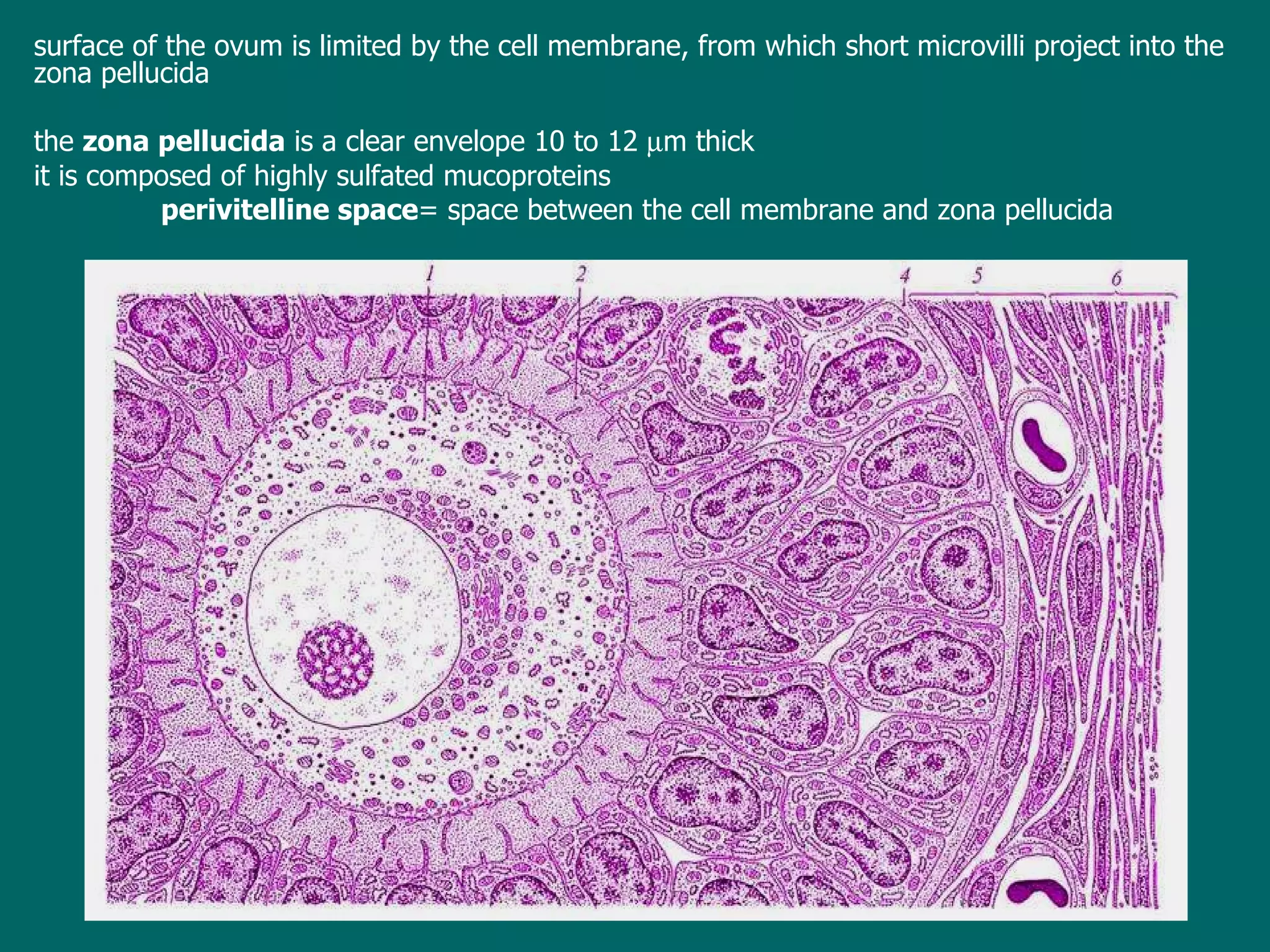 surface of the ovum is  limited by  the cell membrane, from which short microvilli project into the zona pellucida  the  zona pellucida  is a clear envelope 10 to 12   m thick it is composed of highly sulfated mucoproteins  perivitelline space =   space between the cell membrane and zona pellucida 