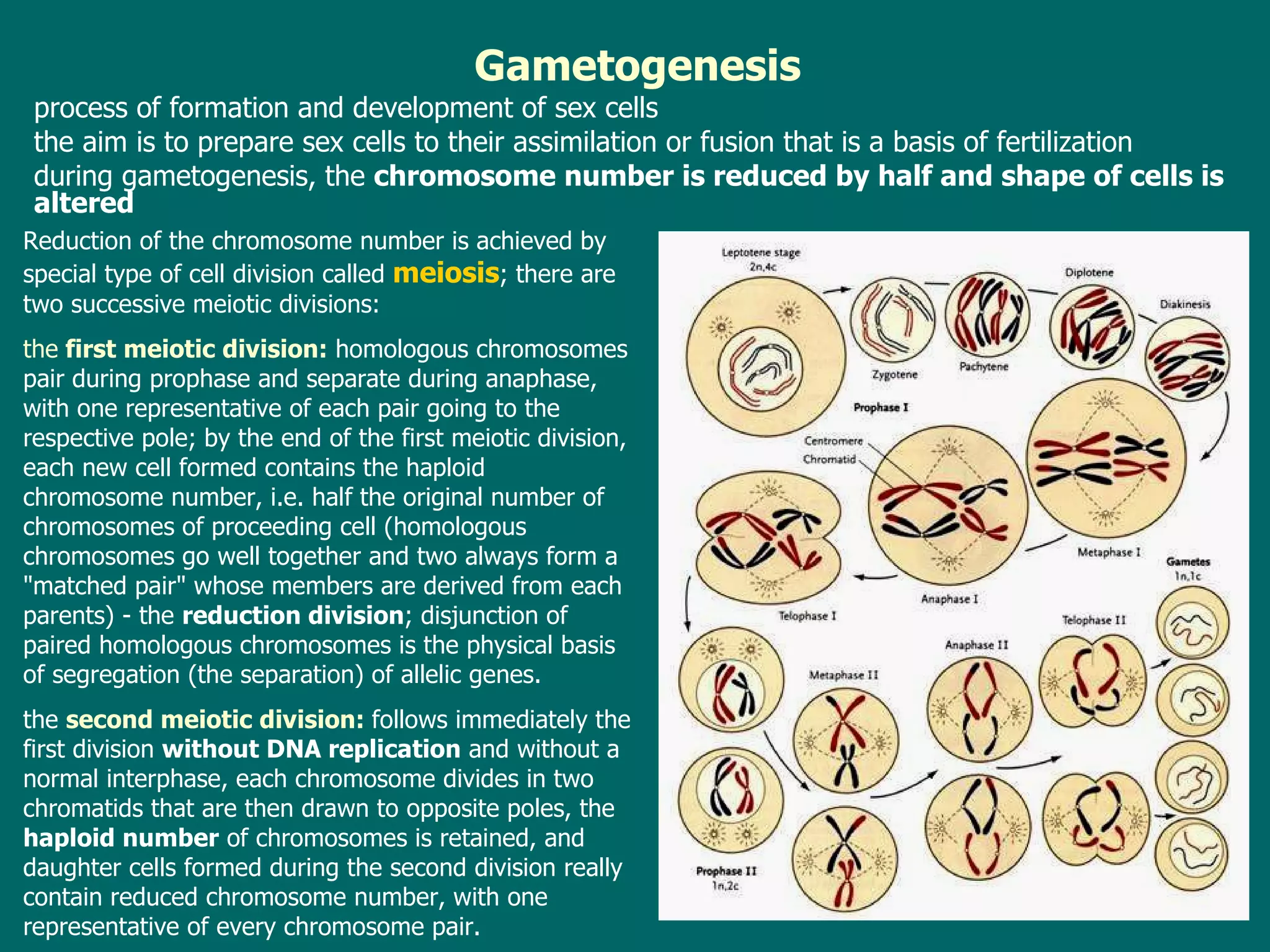 Gametogenesis process of formation and development of sex cells  t he aim is to prepare  sex  cells to their assimilation or  fusion that is a basis of  fertilization d uring gametogenesis, the  chromosome number is reduced by half and shape of cells is altered Reduction of the chromosome number is  achieved  by special type of cell division called  meiosis ; th ere are two successive meiotic divisions : the   first meiotic division :  homologous chromosomes pair during prophase and separate during anaphase, with one representative of each pair going to the respective pole ; by  the end of the first meiotic division, each new cell formed contains the haploid chromosome number, i.e. half the original number of chromosomes of proceeding cell (homologous chromosomes go well together and two always form a "matched pair" whose members are derived from each parents) - the  reduction division ;  disjunction of paired homologous chromosomes is the physical basis of segregation (the separation) of allelic genes. the  second meiotic division :  follows immediately the first division  without DNA replication  and without a normal interphase , each  chromosome divides in two chromatids that are then drawn to opposite poles ,  the  haploid number  of chromosomes is retained, and daughter cells formed during the second division really contain reduced chromosome number, with one representative of every chromosome pair. 