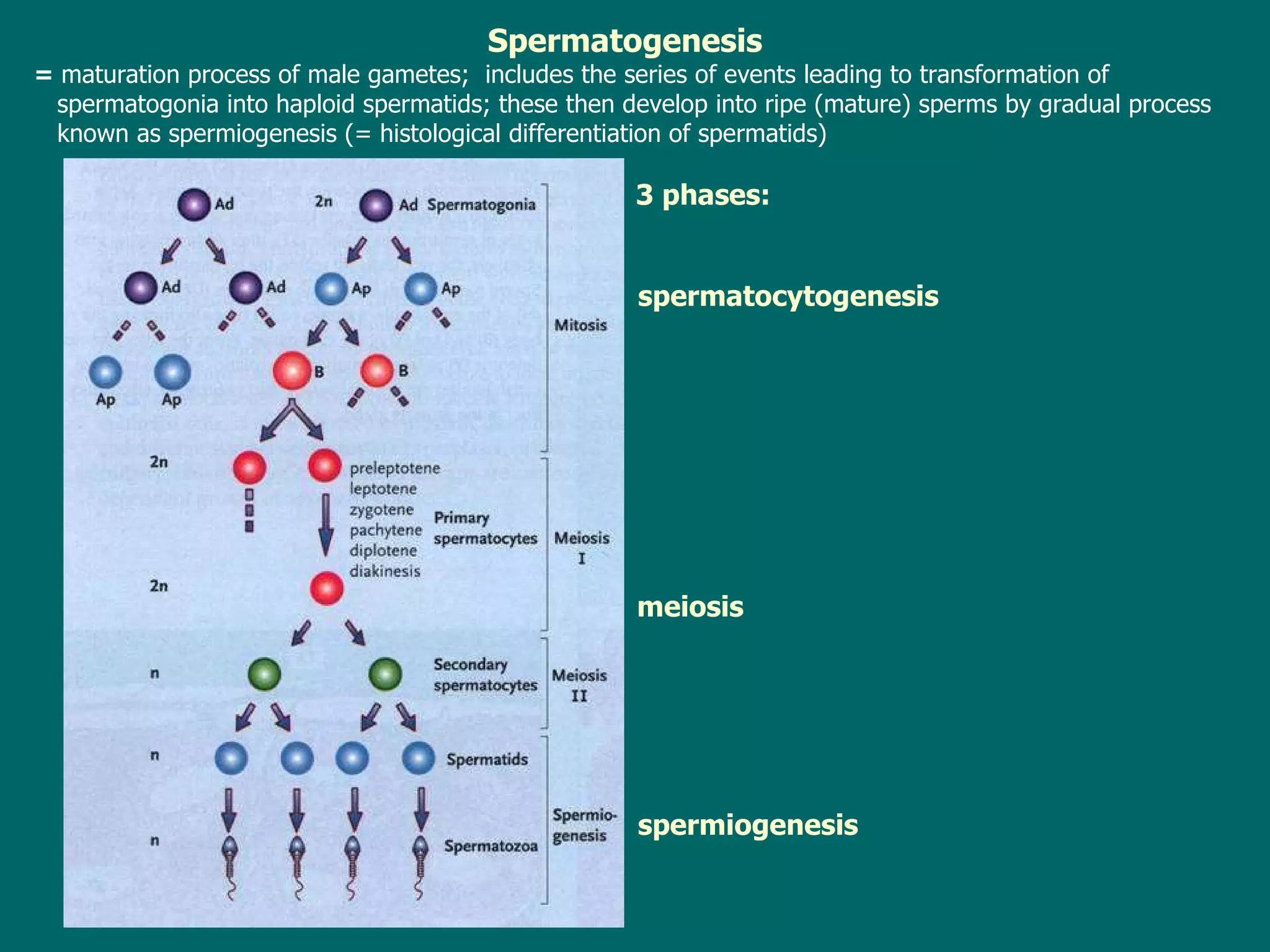 Spermatogenesis  =  m aturation process of male gametes ;  includes the series of events leading to transformation of  spermatogonia into haploid spermatids ; t hese then develop into ripe (mature) sperms by gradual process known as spermiogenesis ( =  histological differentiation of spermatids )     3 phases: s permiogenesis   meiosis s perm atocyt ogenesis   