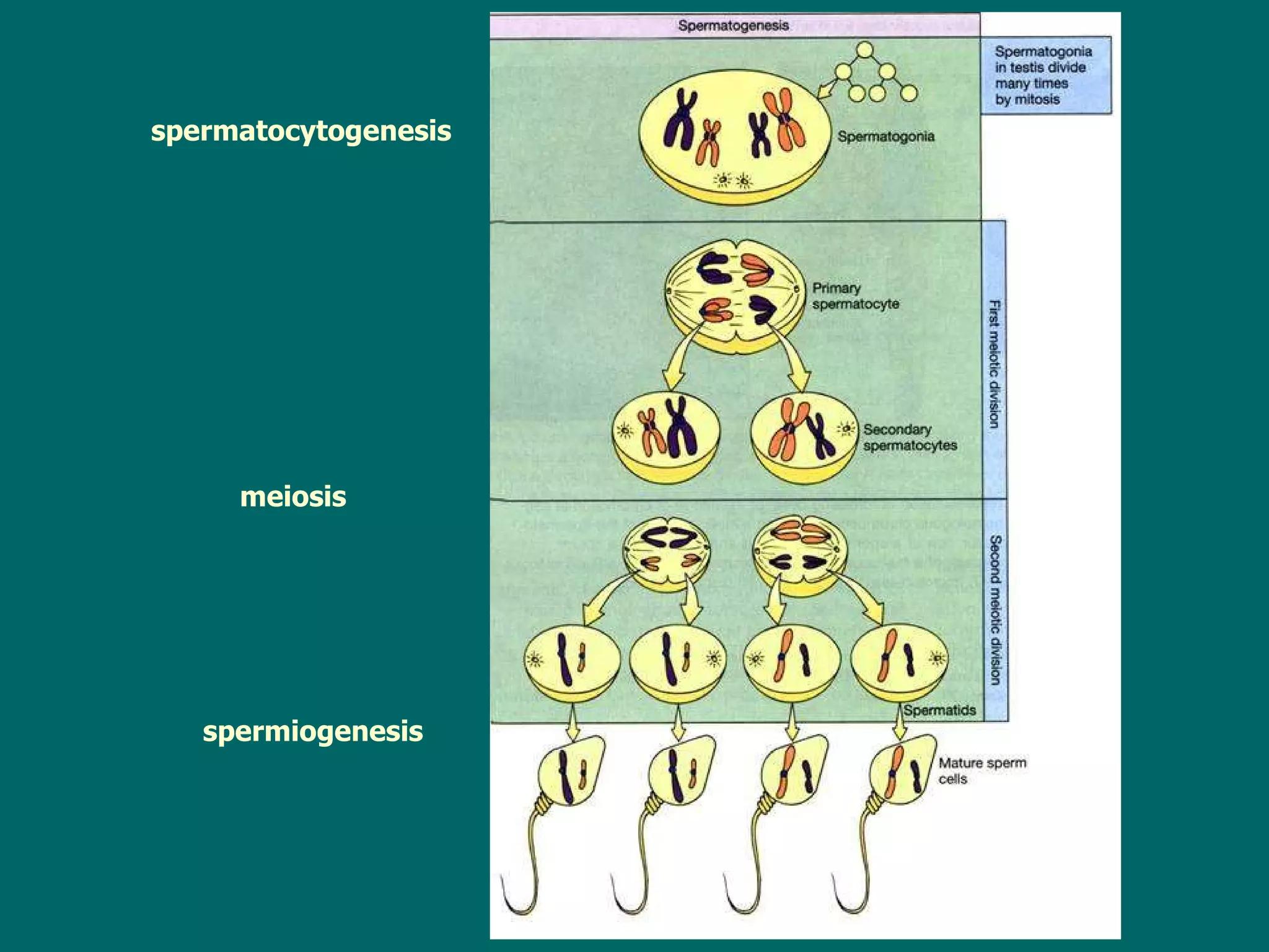 s perm atocyt ogenesis   meiosis spermiogenesis  