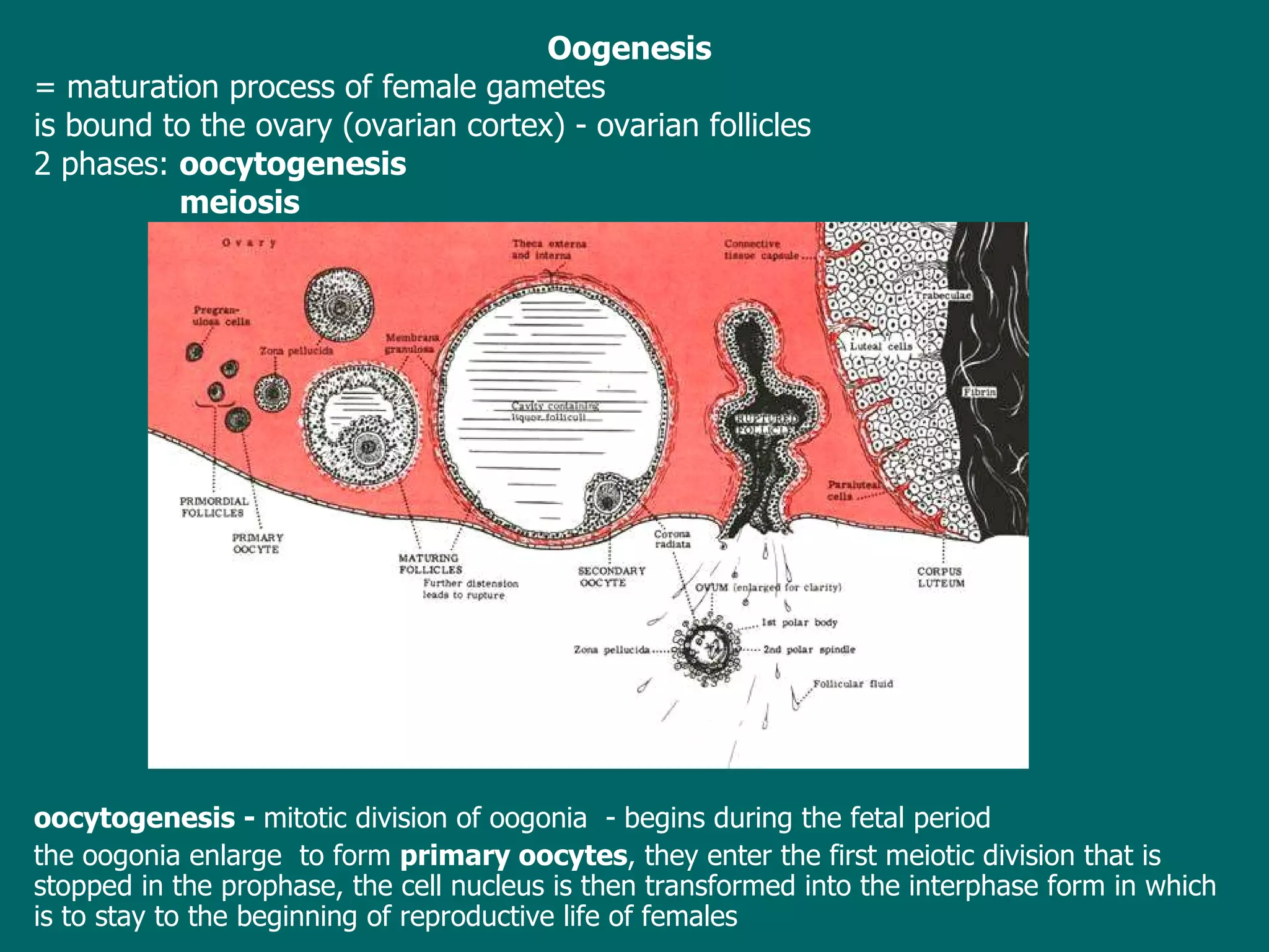 O ogenesis   = m aturation process of female gametes  is bound to the ovary  (ovarian cortex) - ovarian follicles 2 phases:  oocytogenesis   meiosis oocytogenesis -  mitotic division of oogonia  -  begins  during the fetal period  the oogonia enlarge  to form  primary oocytes , they enter the first meiotic division that is stopped in the prophase, the cell nucleus is then transformed into the interphase form in which is to stay to the beginning of reproductive life of females 
