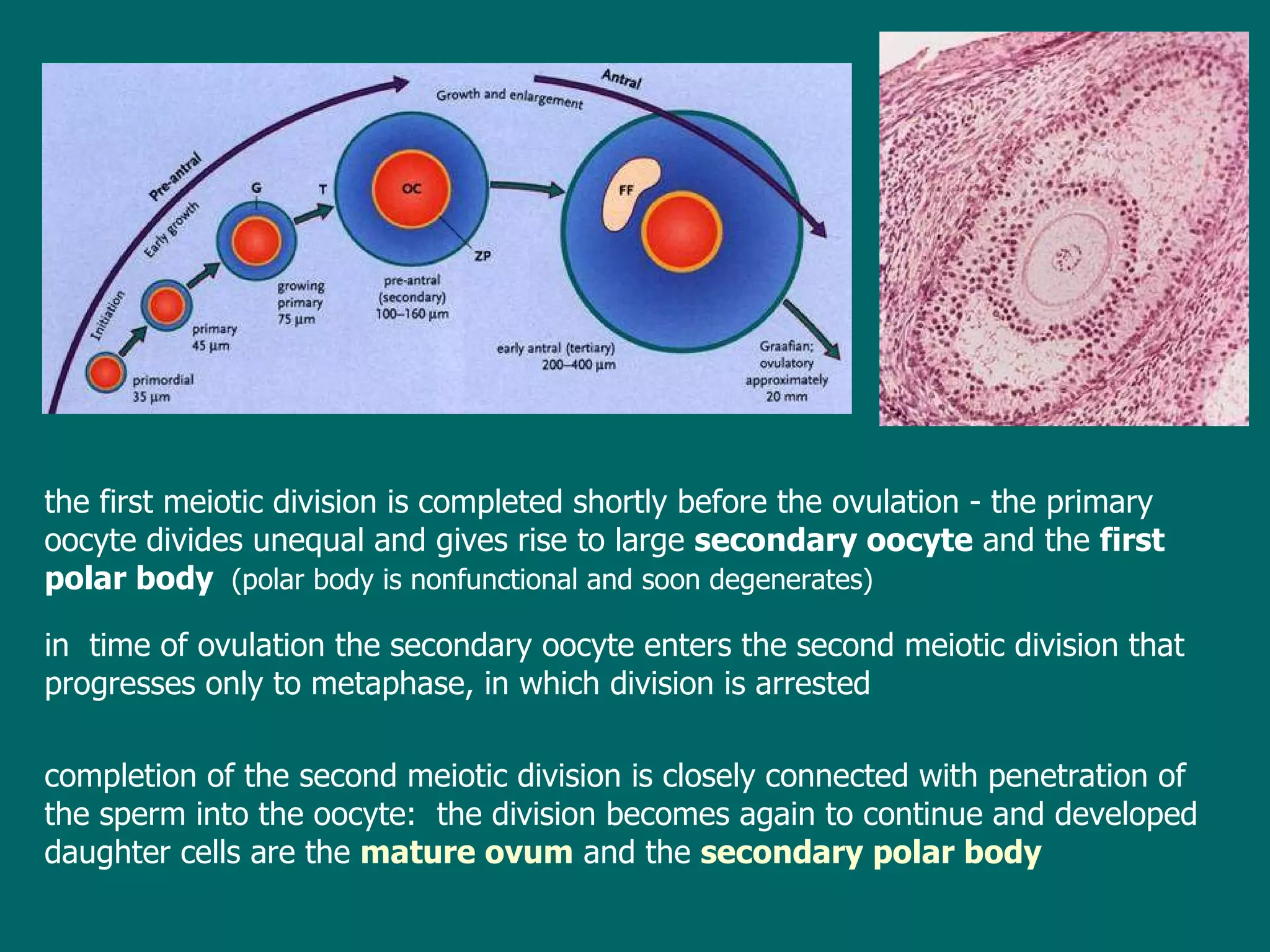 the first  meiotic  division is completed  s hortly before  the  ovulation  -  the primary oocyte divides unequal  and gives rise to  large  secondary oocyte  and  the  first polar body   ( polar body is nonfunctional and soon degenerates ) in  time of  ovulation the secondary oocyte enters the second meiotic division that progresses only to metaphase,  in which  division is arrested completion  of the second meiotic division  is closely connected with  penetration of the sperm into the oocyte:  the division becomes again to continue and developed  daughter  cells are the  mature ovum  and the  secondary polar body 