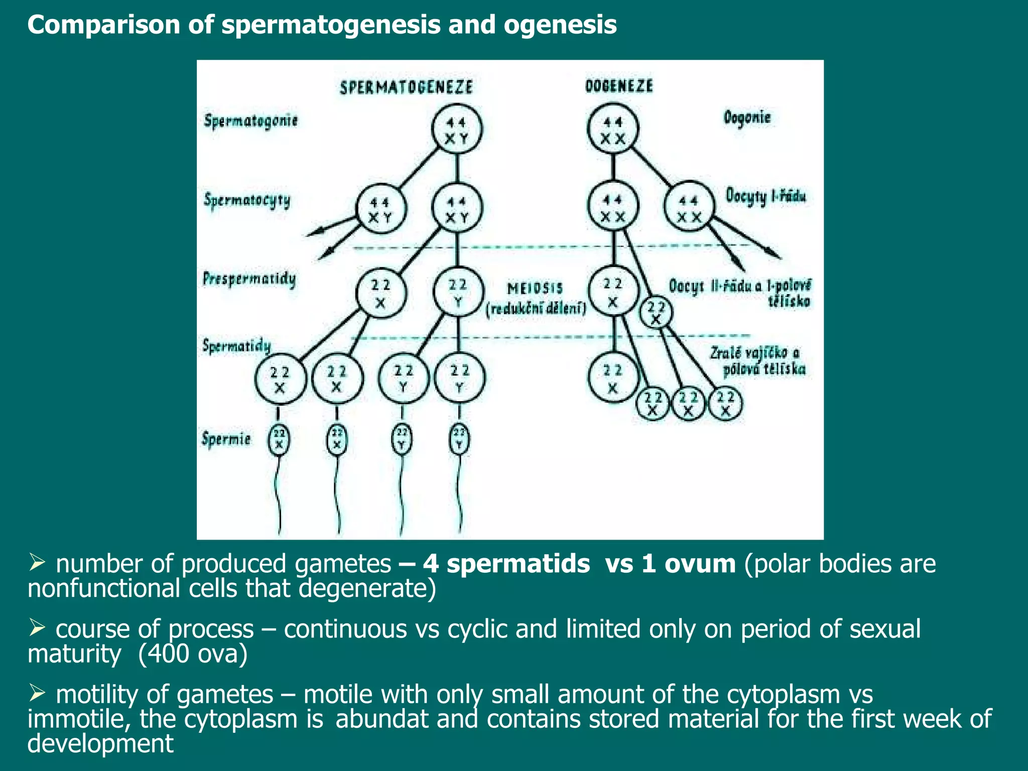Comparison of spermatogenesis and  ogenesis   number of produced gametes  – 4 spermatids  vs 1 ovum  (polar bodies are nonfunctional cells that degenerate) course of process – continuous vs cyclic and limited only on period of sexual maturity  (400 ova) motility of gametes – motile with only small amount of the cytoplasm vs  immotile, the cytoplasm is  abundat and contains stored material for the first week of development 
