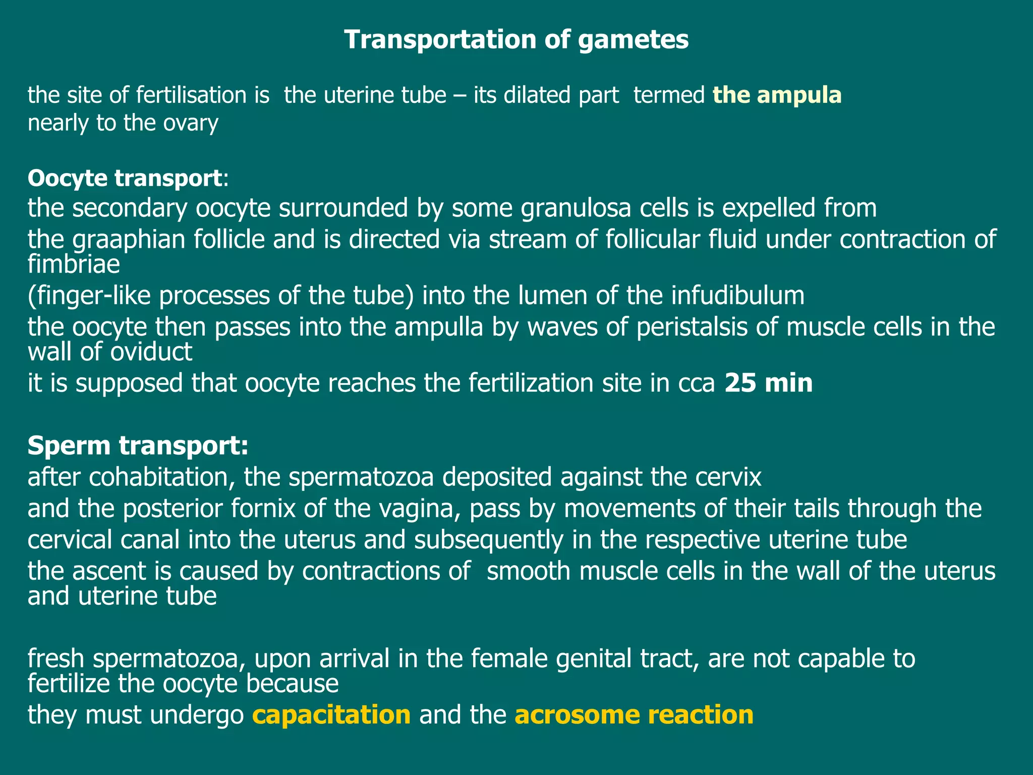 Transportation of gametes the site of fertilisation is  the uterine tube – its dilated part  termed  the ampula nearly to the ovary Oocyte transport :  the secondary oocyte  surrounded by some granulosa cells  is expelled from the graaphian follicle and is directed  via stream of follicular fluid  under contraction of fimbriae (finger-like processes of the tube) into the lumen of the infudibulum the oocyte then passes into the ampulla by waves of peristalsis of muscle cells in the wall of oviduct  i t is supposed that oocyte reaches the fertilization site in cca  25 min Sperm transport:   a fter cohabitation, the spermatozoa deposited against the cervix  and the posterior fornix of the vagina, pass by movements of their tails through the cervical canal into the uterus and subsequently in the respective uterine tube t he ascent is caused by contractions of  smooth muscle cells   in the wall  of the uterus and   uterine tube f resh spermatozoa, upon arrival in the female genital tract, are not capable to fertilize the oocyte  because they  must undergo  capacitation  and the  acrosome reaction 