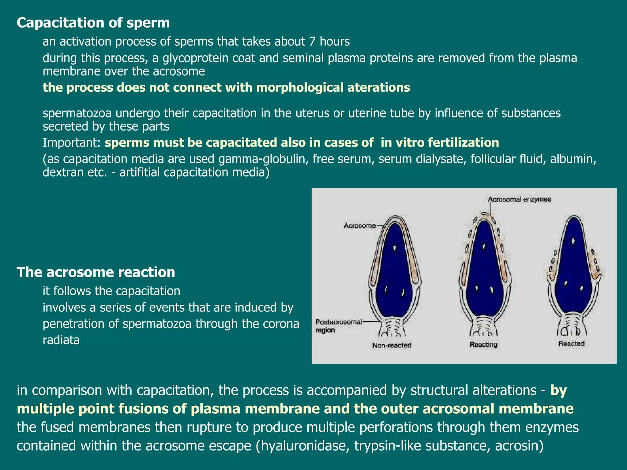 Capacitation of sperm an activation process of sperms that takes about 7 hours during  th is  process ,   a  glycoprotein coat and seminal plasma proteins  are  remov ed  from the plasma membrane over the acrosome t he process does not connect with   morphological  aterations s perm atozoa  undergo their capacitation in the uterus or uterine tube by influence of substances  secreted by these parts  Important:  s perms must be capacitated also in cases  of  in vitro fertilization   (as capacitation media are used gamma-globulin, free serum, serum dialysate, follicular fluid, albumin, dextran etc. - artifitial capacitation media) The acrosome reaction it  follows the capacitation  involves   a  se ries  of events that  are induced by   penetration  of sperm atozoa  through the corona radiata in  comparison with capacitation, the process is accompanied by structural  alterations -   by  multiple point fusions  of  plasma membrane and the outer acrosomal membrane t he fused membranes then rupture  to  produc e  multiple perforations through  them  enzymes   contained   within  the acrosome escape (hyaluronidase, trypsin-like substance, acrosin) 