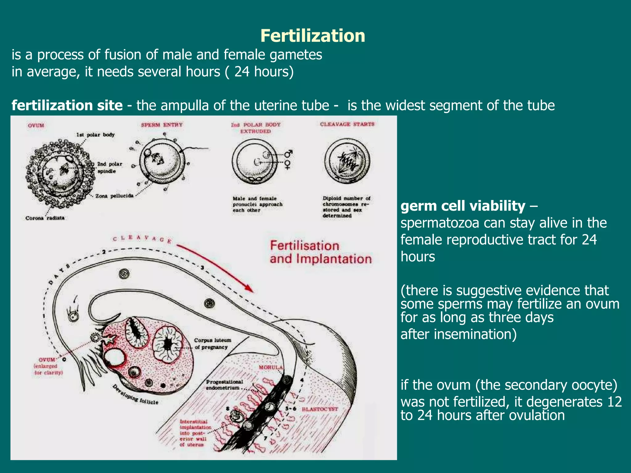 Fertilization is a process of fusion of male and female gametes in average, it needs several hours (  24 hours ) f ertilization site  - t he ampulla of the uterine tube  -   is the widest segment of the tube  germ cell viability  –  s permatozoa   can stay alive in the  female reproductive tract for 24  hours (there is suggestive evidence that some sperms may fertilize an ovum for as long as three days  after insemination) if  the ovum (the secondary oocyte) was  not fertilized , it  degenerates 12 to 24 hours after ovulation 
