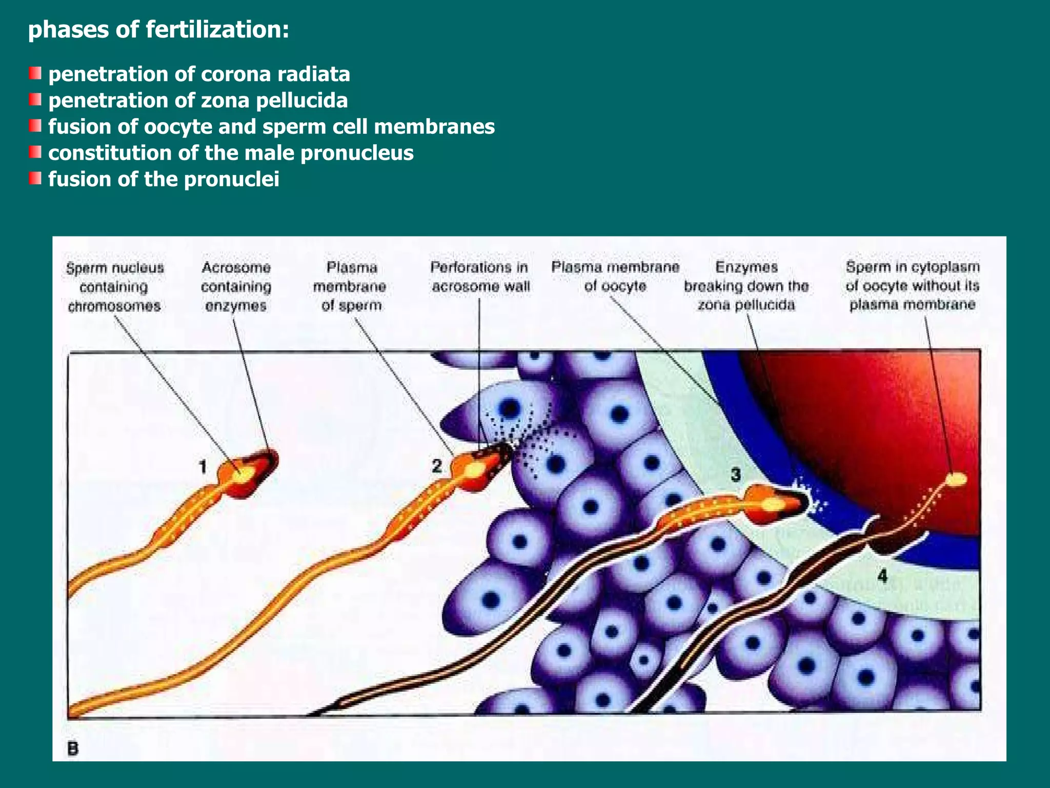 phases of fertilization: p enetration of corona   radiata p enetration of zon a  pellucida f usion of oocyte  and  sperm   cell   membranes c onstitution of th e  male pronucleus f usion of the pronuclei 