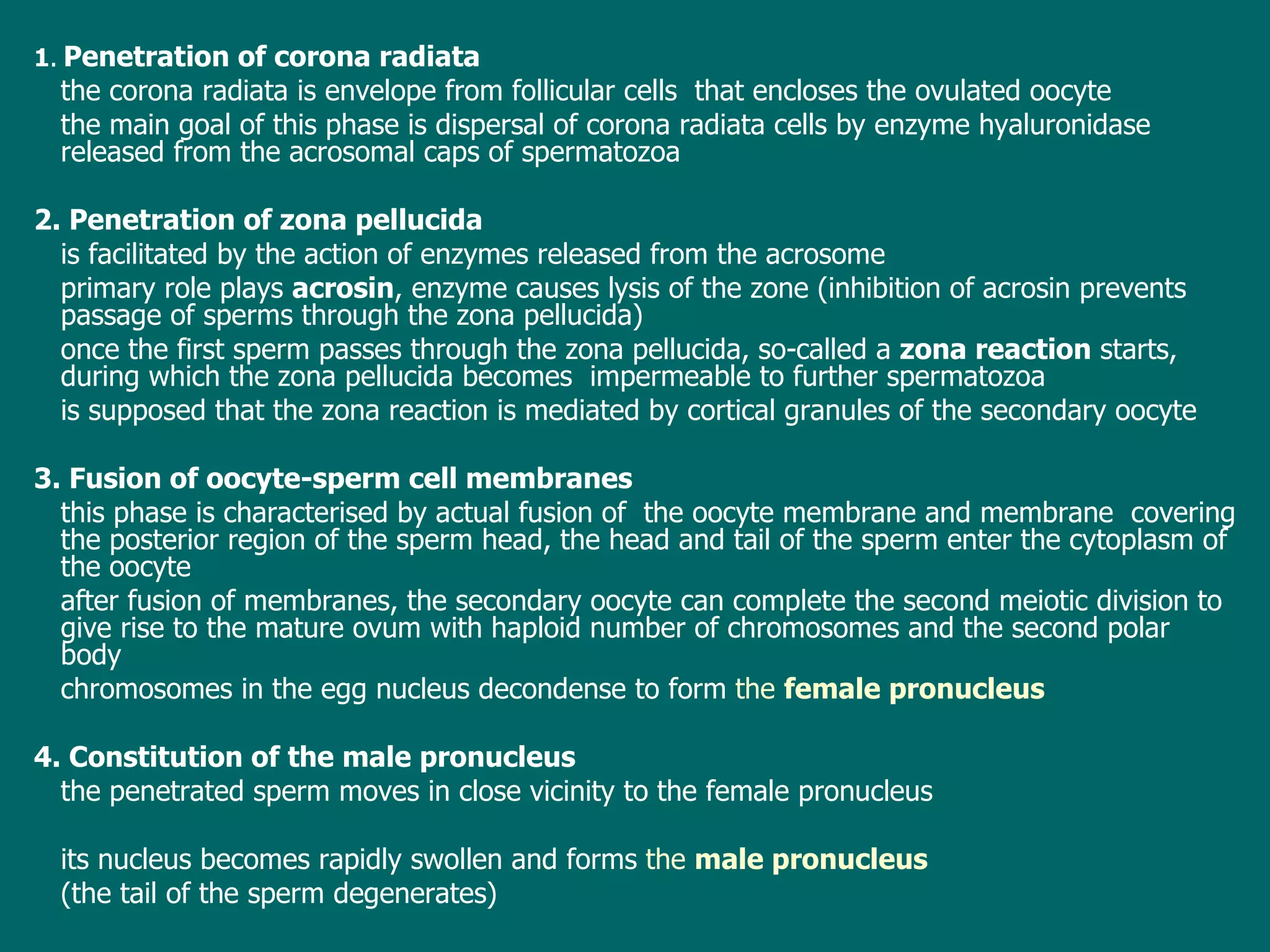 1 .   Penetration of corona radiata the  corona radiata  is envelope from  follicular cells  that  encloses the ovulated oocyte the main goal of this phase  is d ispersal of corona radiata cells  by  enzyme hyaluronidase released from the acrosomal cap s of spermatozoa   2. Penetration of zona pellucida is facilitated by the action of enzymes released from the acrosome primary role plays  acrosin ,   enzyme causes  lysis of  the zone  (inhibition of acrosin prevents passage of sperms through the zona pellucida) o nce the first sperm passes through the zona pellucida,  so-called  a  zona reaction   starts, during which the zona pellucida becomes  impermeable to  further  spermato z oa is  supposed  that the zona reaction  is  mediate d by  cortical granules of the secondary oocyte 3. Fusion of oocyte-sperm cell membranes this phase  is characterised by  actual fusion  of  the oocyte membrane and membrane  covering  the posterior region of the sperm head , t he head and tail of the sperm enter the cytoplasm of the oocyte after fusion of membranes, t he secondary oocyte  can  complete   the second meiotic division  to give rise to the mature ovum with  haploid number  of chromosomes and  the second polar body  chromosomes in the egg nucleus decondense to form  the  female pronucleus 4. Constitution of the male pronucleus t he penetrated sperm moves in close vicinity to the female pronucleus  its nucleus becomes rapidly swollen and forms  the  male pronucleus   ( the tail of the sperm degenerates ) 