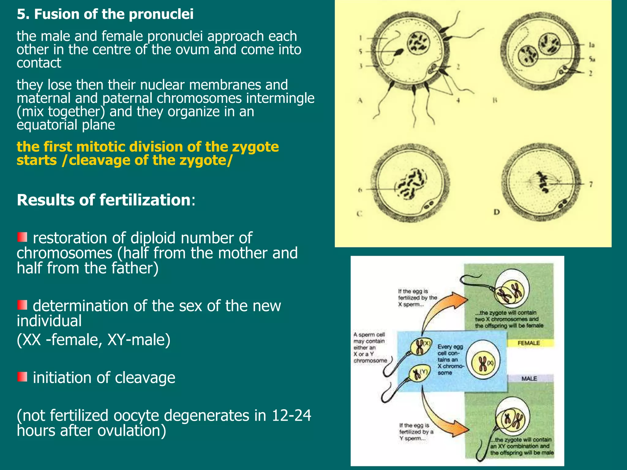 5. Fusion of the pronuclei t he male and female pronuclei approach each other in the centre of the ovum and come into contact they lose then their nuclear membranes  and  maternal and paternal chromosomes intermingle (mix together)  and they organize in an equatorial plane the first mitotic division of the zygote start s /cleavage of the zygote/ Results of fertilization : restoration of diploid number of chromosomes (half from the mother and half from the father) determination of the sex of the new individual  (XX -female, XY-male) initiation of cleavage  (not  fertiliz ed  oocyte degenerates  in 12- 24 hours after ovulation ) 