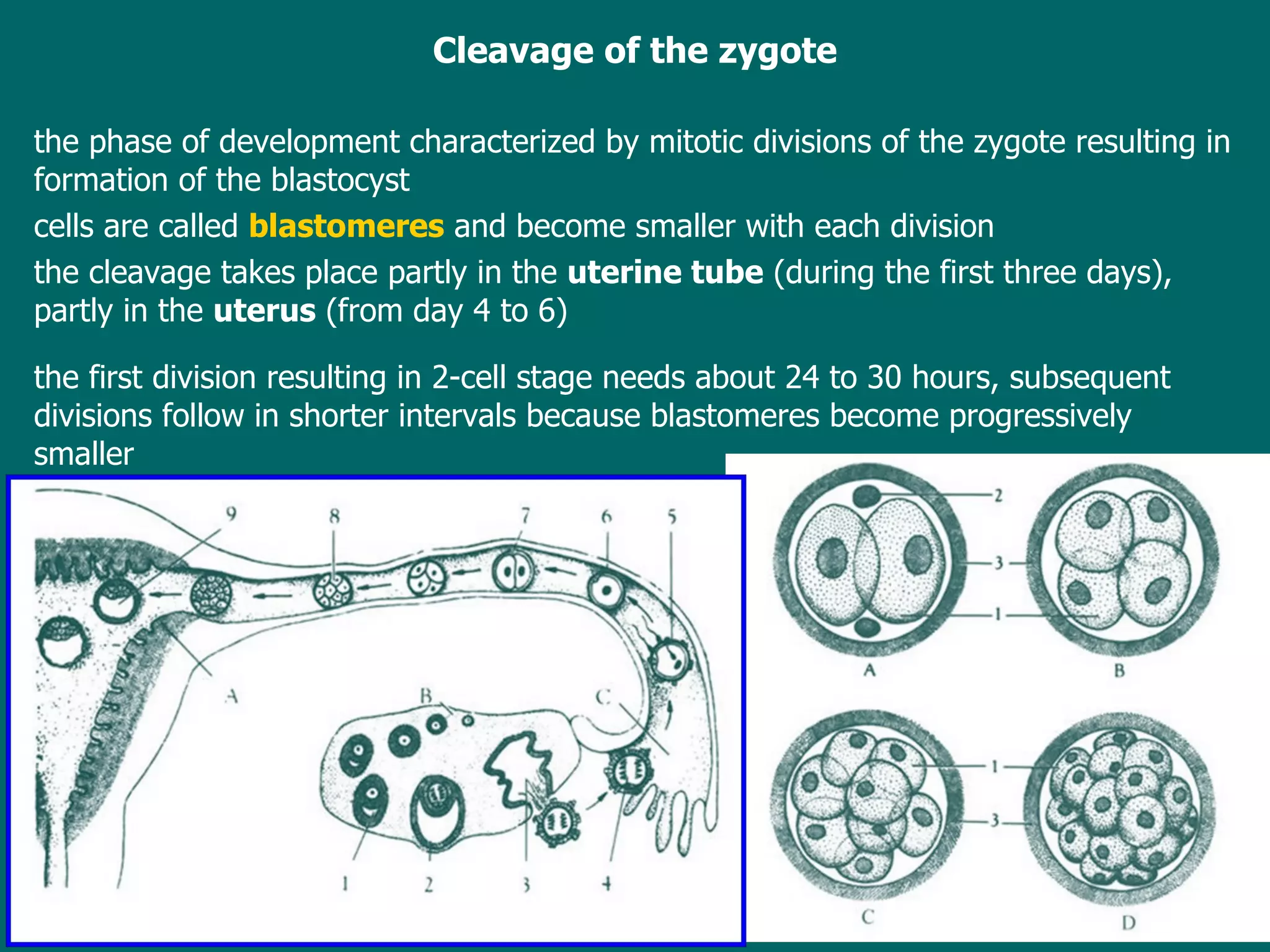 Cleavage of the zygote the phase of development  characterized by  mitotic division s  of the zygote  resulting in  formation  of  the blastocyst cells are  called  blastomeres  and become smaller with each division the  cleavage  takes place  partly in the  uterine tube  (during the first three days), partly in the  uterus  (from day 4 to 6) the  first division  resulting in  2-cell stage  needs  about 24 to 30 hours , s ubsequent divisions follow in shorter intervals  because  blastomeres become progressively smaller 