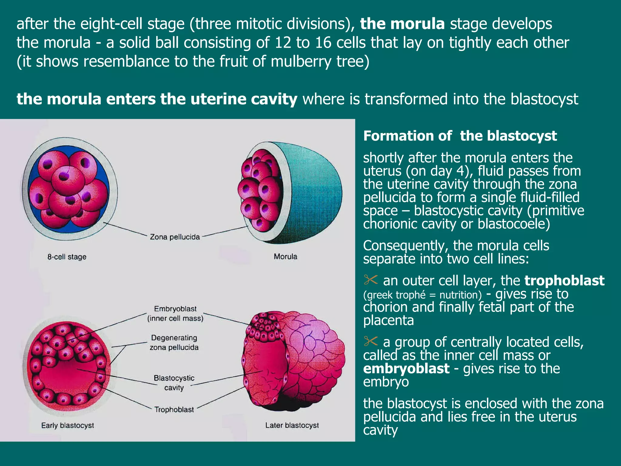 af ter  the eight-cell stage   ( three  mitotic  divisions ),   the  morula  stage develops the morula -  a solid ball  consisting of  12 to 16 cells  that lay on tightly each other (it shows resemblance to the fruit of mulberry tree) the morula enters the uterine cavity  where  is  transform ed  into the blastocyst Formation of  the b lastocyst shortly after the morula   enters the uterus (on day 4), fluid passes from the uterine cavity through the zona pellucida to form  a single  fluid-filled  space  – blastocystic cavity  (primitive chorionic cavity or blastocoele) Consequently, the morula cells separate into two cell lines: an outer cell layer, the  trophoblast   ( g reek trophé  =  nutrition)  - gives rise to chorion and finally fetal part of the placenta a group of centrally located cells, called as the inner cell mass or  embryoblast  - gives rise to the embryo t he blastocyst is en closed  with the zona pellucida and lies free in the uterus cavity 