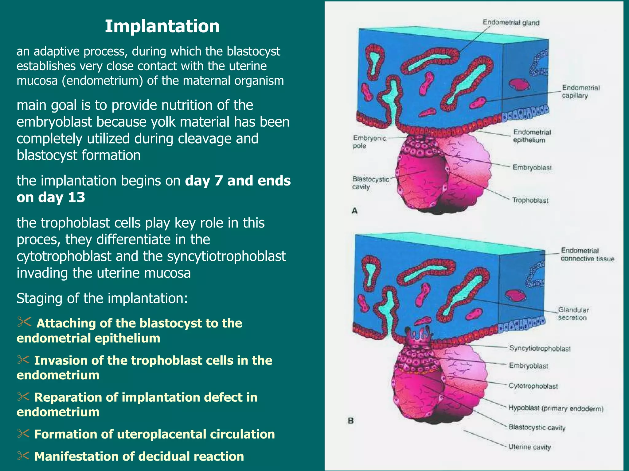 Implantation an adaptive process, during which the blastocyst establishes very close contact with  the  uterine mucosa  ( endometrium )   of the  maternal organism main goal  is to  provid e  nutrition of the embryoblast because yolk material has been completely utilized during cleavage and blastocyst formation t he implantation  begins  on  day 7 and ends on day 13 the  trophoblast cells play  key role in  this proces, they differentiate in the  cytotrophoblast  and the  syncytiotrophoblast invading the uterine mucosa Staging of the implantation: Attaching of the blastocyst to the endometrial epithelium  Invasion of the trophoblast cells in the endometrium Reparation of implantation defect in endometrium Formation of uteroplacental circulation Manifestation of decidual reaction 