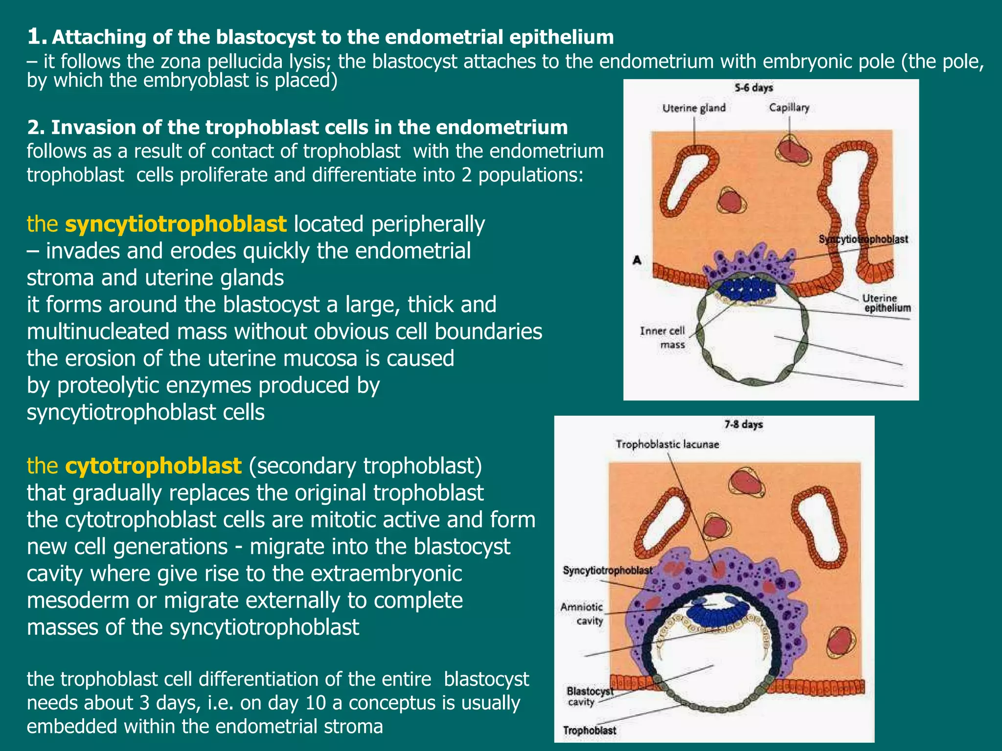 1.   Attaching of the blastocyst to the endometrial epithelium   –  it follows the zona pellucida lysis; the blastocyst attaches to the endometrium with embryonic pole (the pole ,   by which  the embryoblast is placed) 2. Invasion of the trophoblast cells in the endometrium follows as a result of  contact  of trophoblast  with the endometrium trophoblast  cells proliferate and differentiate into 2  populations : the  syncytiotrophoblast  located peripherally   –  invades  and erodes  quick ly  the endometrial  stroma and uterine glands  it  forms  around the blastocyst  a large, thick and  multinucleated mass without obvious cell boundaries t he erosion of the uterine mucosa  is caused  by  proteolytic enzymes produced by  syncytiotrophoblast  cells the  cytotrophoblast  (secondary trophoblast)  that gradually replaces the original trophoblast t he  cyto trophoblast cells are mitotic active and form  new cell generations  -  migrate into the blastocyst cavity where give rise to the extraembryonic  mesoderm  or migrate externally to  complete  masses of the syncytiotrophoblast t he trophoblast cell differentiation of the  entire  blastocyst  needs about 3 days, i.e.  on  day  10  a conceptus is  usually  embedded within the endometrial stroma 